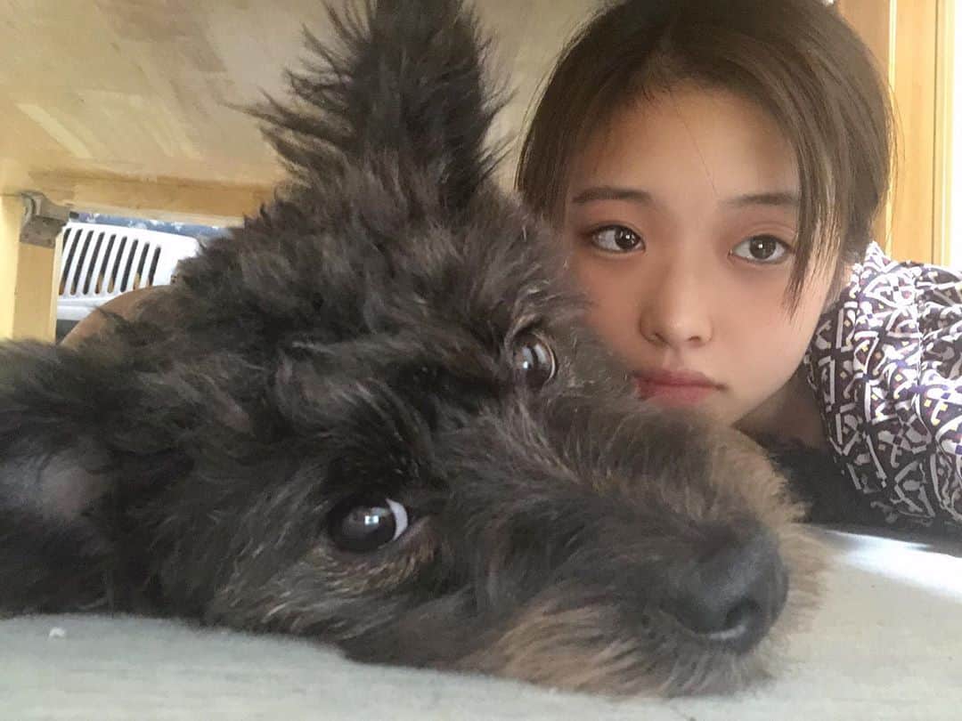 石井美音奈のインスタグラム：「ノアにおでこ叩かれる😳  #ノア　#noah #わんちゃん ＃トイプードル　#ポメラニアン #ポメプー」