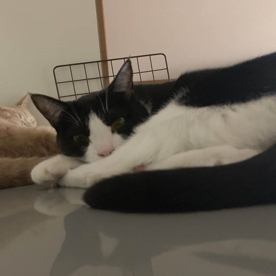 ひのき猫さんのインスタグラム写真 - (ひのき猫Instagram)「2021年のカレンダーのサンプルが届いたので、  みんなで開けようと秀吉と待ってるのですが…☺️  ・ ・ ・ #2021年のカレンダー #ひのき猫 #ひのき #秀吉 #ひまわり #オデコ #豆大福 #猫部 #猫のいる生活 #cat #catstagram #cutecat」10月14日 19時22分 - hinoki.cute.kitten