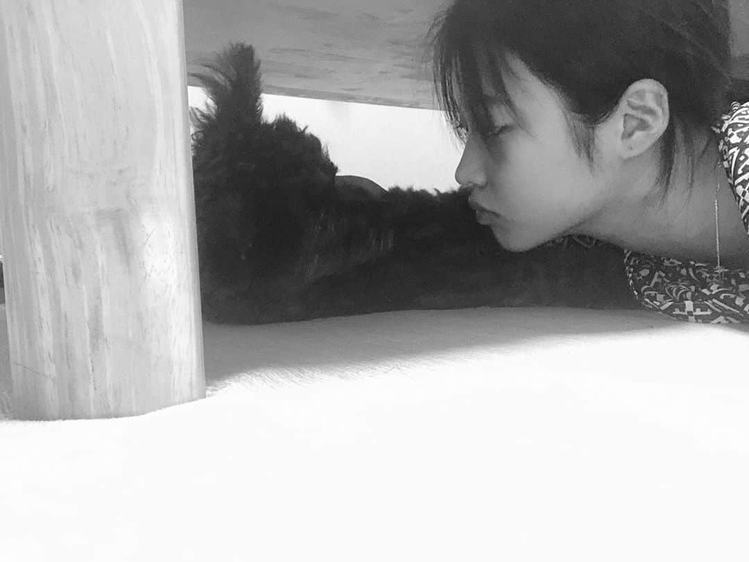 石井美音奈のインスタグラム：「まだまだ落ち着きのないノア君！ 家の前に着くとワンワン吠えちゃうよ〜！ レオもそうだけど本当すごいよね☺️  #ノア #noah #わんちゃん ＃トイプードル　#ポメラニアン #ポメプー #ミックス犬」