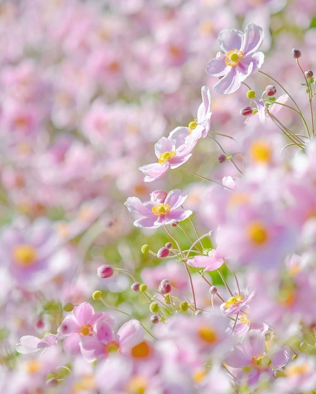 花の写真館のインスタグラム：「Photo by @93kumi93.⠀ https://instagram.com/93kumi93/⠀ .⠀ Original Post[投稿いただいたURL]⠀ https://www.instagram.com/p/CFvJLVLAIAJ/⠀ .⠀ 本アカウントは、 #私の花の写真 をつけてInstagramに投稿された皆さまの花の写真や、「花の写真館」Facebookページで投稿された花の写真を紹介します。⠀ 「花の写真館」Facebookページは、「 @floral.photograph 」のプロフィールにあるURLからご覧ください。⠀ .⠀ ※各自、政府、自治体など公的機関の指示に従った行動をお願いします。⠀⠀ 東京カメラ部および分室では、写真を「見る楽しみ」を提供することを通して、微力ながら皆様にわずかな時間でも癒しをお届けしたいと思っております。⠀ ※本アカウントは東京カメラ部がFacebook、Instagramのサービスを利用して運営しているもので、Facebook社・Instagramとは一切関係ありません。⠀ .⠀ #花の写真館 #floralphotograph #floralphoto #flower #flowers⠀ Follow: @floral.photograph」
