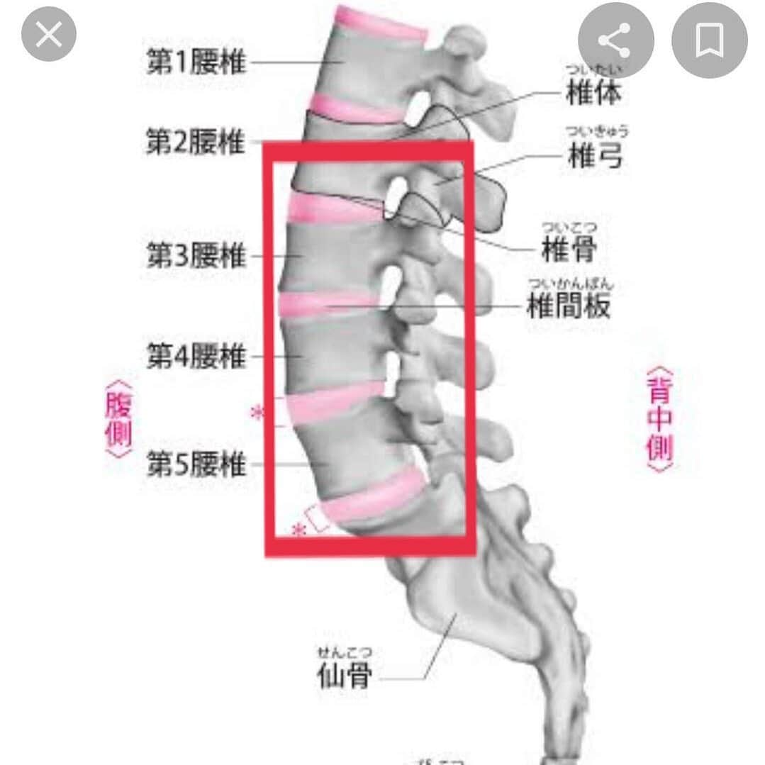 中村果生莉さんのインスタグラム写真 - (中村果生莉Instagram)「🤔 . . 病院行った結果、ぎっくり腰ではなくやはり椎間板が原因みたいで、それも4箇所変形してるとのことでした😂  そりゃ痛い！！！  ロキソニンも湿布も効かないと言ったら、神経にダイレクトに効く強力な薬を出してくれて様子見となりました(´；ω；｀)  4日後の子供たちに教えるストレッチと体幹トレーニングイベント、大丈夫だろうか。。  これで効かなければ、点滴もあるしブロック注射もあるよ！と言われたんだけどブロック注射だけは絶対嫌だ。。。  避け続けてきたのに。笑  どうにかこの薬が効いてくれるのを祈るーーー😭🙏  しかも正面から撮ったレントゲン、背骨下の方から骨盤にかけてめちゃくちゃ曲がって傾いておりました😱  普段から自分でも分かるくらいだったけど、ここまで曲がってたとは😱  症状が治まったら骨盤矯正通おう。笑  歪みすぎて痛みでたのかもな〜🤔  有難いことに最近はトレーナーとしてのお仕事だったり新しい事を始めたのもあり、自分の事が疎かになってるのも確か😢  もっと自分自身の身体とか体調、メンタルとも向き合う時間を作りなさいというサインなのかもな😂 . . #腰痛 #椎間板 #ヘルニア #椎間板ヘルニア #骨盤 #骨盤矯正」10月14日 19時31分 - kaori.nakamura_0226