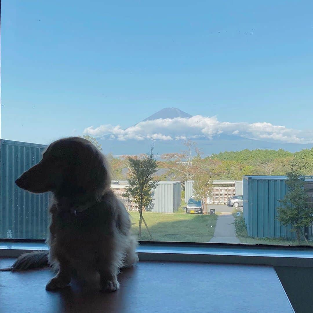 makoさんのインスタグラム写真 - (makoInstagram)「🌿﻿ ﻿ 家族でグランピングへ🚙🏕﻿ RURUも泊まれるドッグキャビン🐕﻿ ペット飼ってる方にはオススメ🙆🏼‍♀️ ﻿ お天気が良かったから富士山も見れて﻿ ラッキーでした🗻💚！﻿ ﻿ 富士サファリパークも行けて﻿ 楽しかった〜🐅♡﻿ 餌やりは大迫力😳！！w﻿ ﻿ おやすみありがとうございました...♡﻿ ﻿ #静岡 #静岡観光 #藤乃煌 #グランピング #ドッグキャビン #ダックス #富士サファリパーク﻿」10月14日 19時35分 - mkxxxbaby