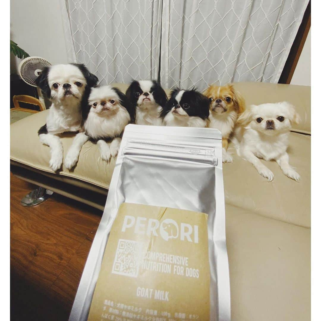 juntowaさんのインスタグラム写真 - (juntowaInstagram)「みんなヤギミルクに夢中。#犬と猫も#夢中  @dogfood_perori さんの ヤギミルクを飲んでます！ 術後のたいこにもあげてみたら すごい飲んでて、猫たちにも人気でしたー！栄養価が高いので術後にはピッタリかも🤤」10月14日 19時37分 - juntowa