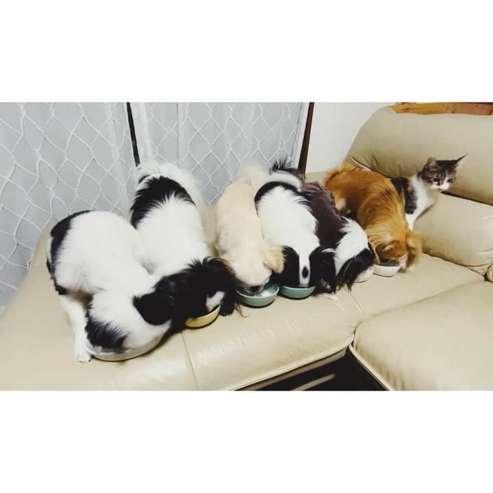 juntowaのインスタグラム：「みんなヤギミルクに夢中。#犬と猫も#夢中  @dogfood_perori さんの ヤギミルクを飲んでます！ 術後のたいこにもあげてみたら すごい飲んでて、猫たちにも人気でしたー！栄養価が高いので術後にはピッタリかも🤤」