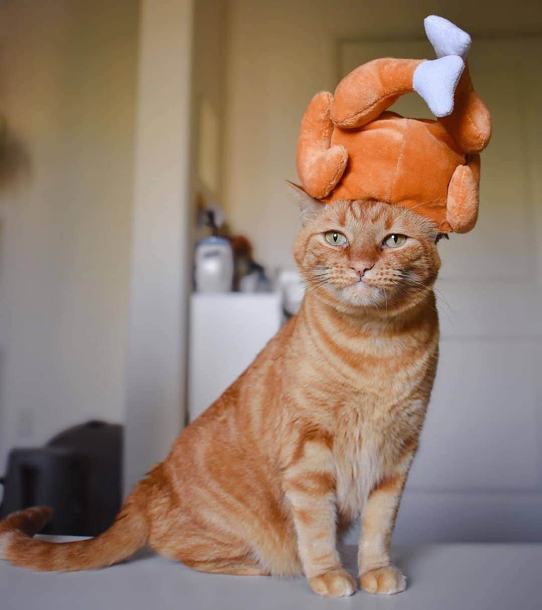 Aww Clubさんのインスタグラム写真 - (Aww ClubInstagram)「You’ll pay for it …  🎃@wafflethetabby  Hashtag #9GAGHalloween on your cat’s Halloween photos/videos and get a chance to be featured on @9GAG, and @Meowed!⠀⠀  #meowed #wafflethetabby #tabby #tabbycat #gingercat #Halloween #Halloween2020 #MH2020 #9GAGHalloween」10月14日 19時49分 - meowed