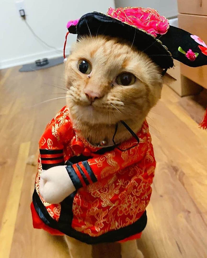 Aww Clubさんのインスタグラム写真 - (Aww ClubInstagram)「You’ll pay for it …  🎃@wafflethetabby  Hashtag #9GAGHalloween on your cat’s Halloween photos/videos and get a chance to be featured on @9GAG, and @Meowed!⠀⠀  #meowed #wafflethetabby #tabby #tabbycat #gingercat #Halloween #Halloween2020 #MH2020 #9GAGHalloween」10月14日 19時49分 - meowed