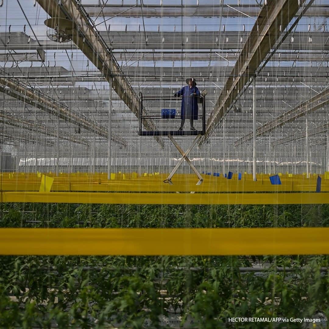 ABC Newsさんのインスタグラム写真 - (ABC NewsInstagram)「An employee works in a Chuishan Agriculture Holding greenhouse growing tomatoes during a media tour organised by the local government in Zhenjiang, in China's eastern Jiangsu province. #china #agriculture」10月14日 20時00分 - abcnews