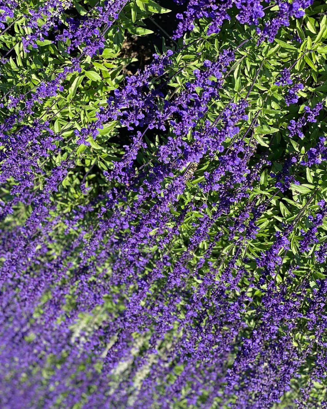 藤原あずささんのインスタグラム写真 - (藤原あずさInstagram)「花の駅せら🌸通学路思い出すぐらいなんか懐かしい気持ちになった！私の地域はコスモス結構咲いてた〜 #花の駅せら　#藤原あずさ」10月14日 20時00分 - fujiwara_azusa510