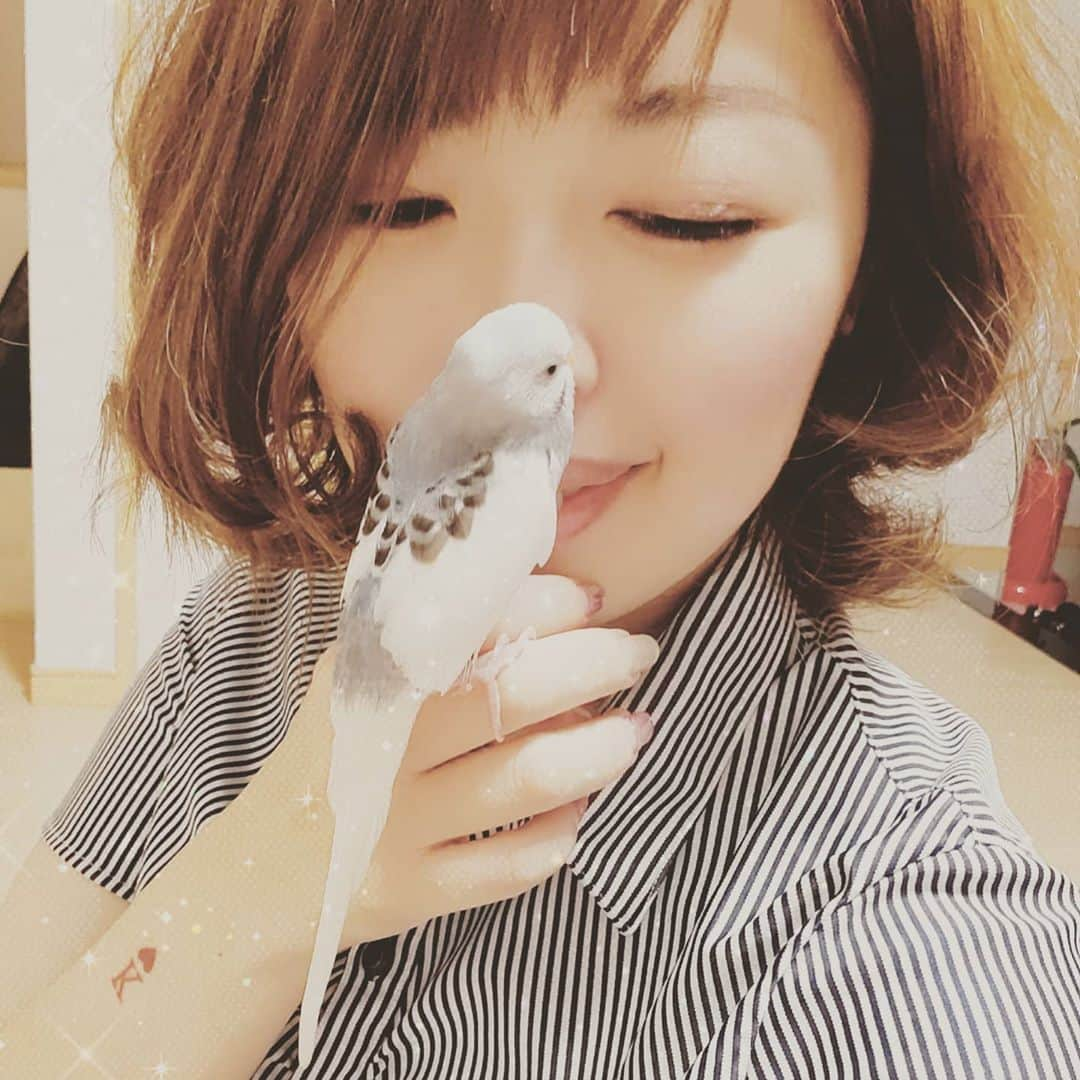 LillyTarotのインスタグラム：「愛おしすぎる🐦♡  #セキセイインコ #セキセイインコがいる暮らし  #インコ #インコスタグラム #親バカ部 #甘えん坊さん #かまってちゃん #すぐ乗ってくる」