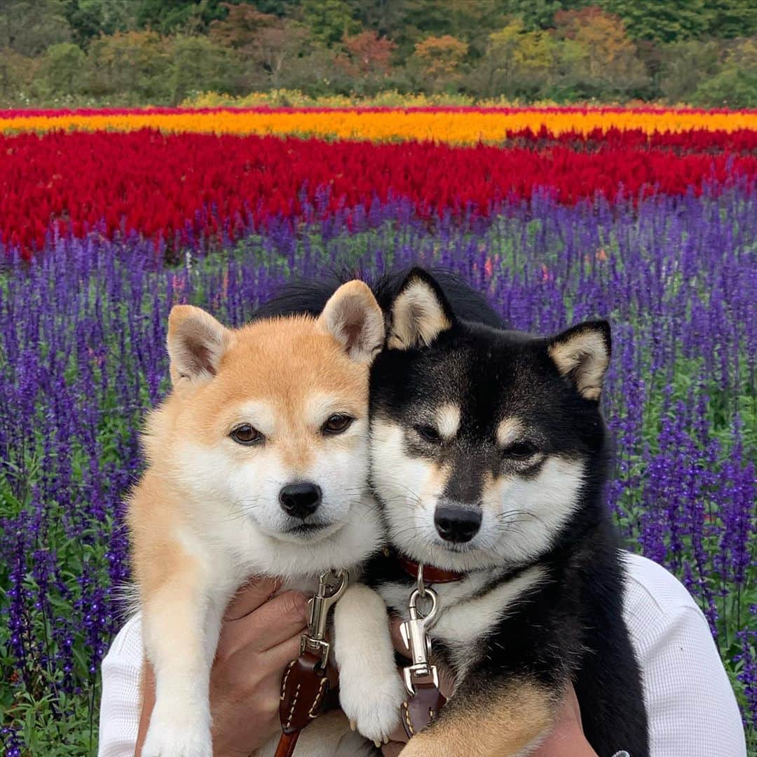 豆柴なつ&ふゆのグルメインスタ