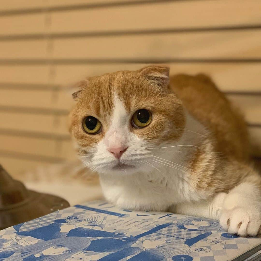 酒井まゆさんのインスタグラム写真 - (酒井まゆInstagram)「かわわわわわ✨　#cat #ももさん #まるいなキミは」10月14日 20時43分 - mayupon107_cat