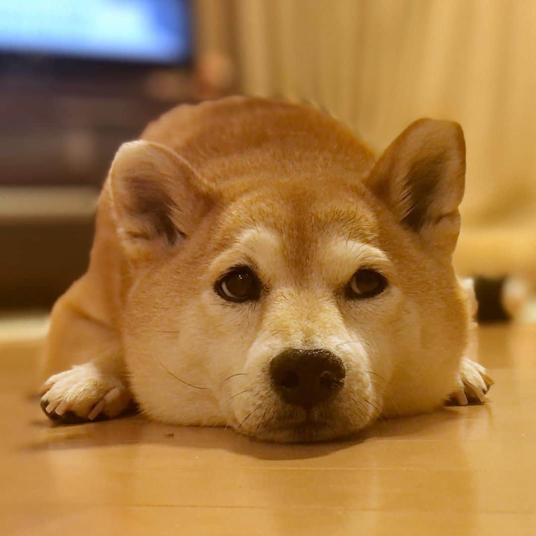 マロたんのインスタグラム：「🙄🙄🙄 ただ寝てるだけなのにしんどいのかなって思っちゃう🥺そんなチキンなわたしに励ましのコメントやDMをいただき、感謝しても仕切れません😭ありがとうございます😭 #shiba #shibainu #柴犬 #iphonex」