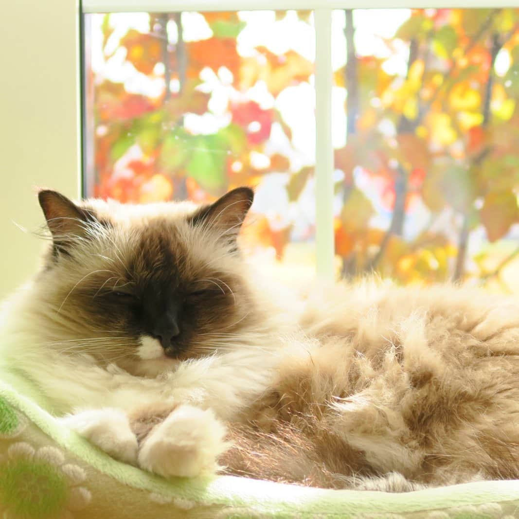 takegaeruのインスタグラム：「スヤスヤちゃん🍁😴 #cat #猫 #ragdoll #ラグドール #ホワイトポッチーズ」