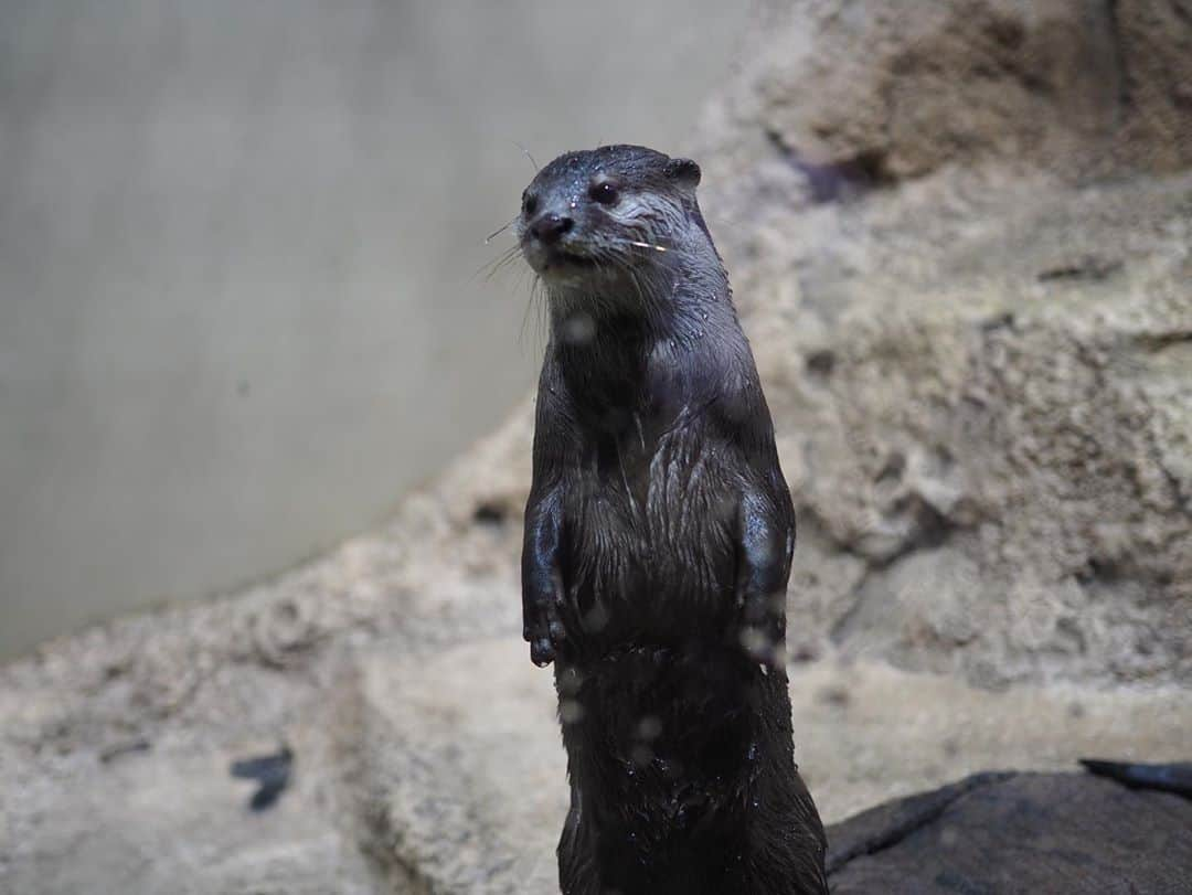 今井安紀さんのインスタグラム写真 - (今井安紀Instagram)「DMM Kariyushi Aquarium is really advanced. There are few descriptions on the walls but we can use app for the aquarium to see what kind of fish and their explanations. We can stand on a tank and look down. The experience was fantastic. (No.2) I love otters 💕(No.3-4) I love owls, too🦉💕(No.5) I was surprised the sloth was sleeping outside the fence!!! (No.6) A sea horse, clownfish, and jellyfish... all of them were so beautiful. (No.7-10)  DMMかりゆし水族館へ。 ここ説明がほとんどなくてアプリで見る形式で面白かった。 水槽の上に立って、そこから見下ろせるの、良い。(No.2) 某芸人さんがいっぱい。(No.3-4) ふくろう可愛い好き。(No.5) ナマケモノ、枠から出たところで爆睡。えっいいの？係のお姉さん困ってたけど。(No.6) タツノオトシゴもクマノミもクラゲも全部綺麗だった。(No.7-10)  Camera : No.1, 3-10 Olympus PEN E-PL9 No.2 iPhone  #olympuspenepl9 #noedit #nofilter #photolover #latergram #okinawa #trip #travel #dmmkariyushiaquarium #otter #owlstagram #sloth #seahorse #clownfish #jellyfish  #オリンパスPEN #加工なし #撮って出し #写真好きな人と繋がりたい #時差スタグラム #旅 #旅行 #沖縄 #dmmかりゆし水族館 #コツメカワウソ #フクロウ #ナマケモノ #タツノオトシゴ #カクレクマノミ #クラゲ」10月14日 21時11分 - i_am_akinyan0826