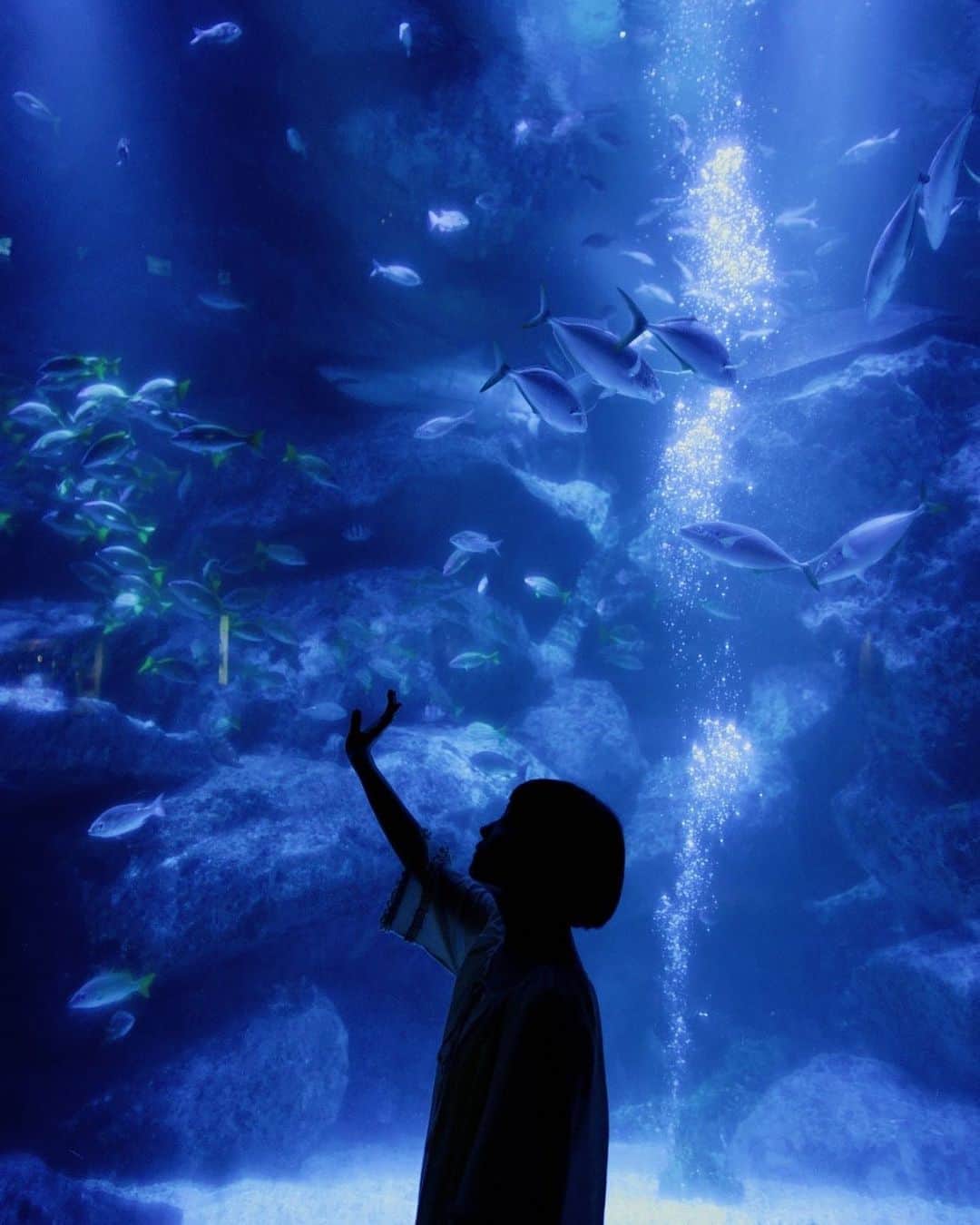 shabonさんのインスタグラム写真 - (shabonInstagram)「* . . . . . 【aquarium】 水族館で被写体をシルエットにして撮影。 まるで水の中にいるような幻想的な世界になった。 フルサイズセンサーの高感度耐性で、 暗所でも浮かび上がるような魚の描写と色合いが美しい。 ソニー フルサイズミラーレス一眼 α7Cで撮影。 . こちらで他の写真も見られます。 ソニーα Universe スペシャルコンテンツ 「NEWgeneration」 sony.jp/ichigan/a-universe/special_newgen/ . 提供：ソニーマーケティング株式会社 . . . . . . * #ソニー #フルサイズミラーレス #α7c #sel24f14gm #newgeneration #sony #alpha #sonyalpha #alphauniverse #a7c #撮影 #camera #photography #写真 #portraitphotography」10月14日 21時04分 - shabon