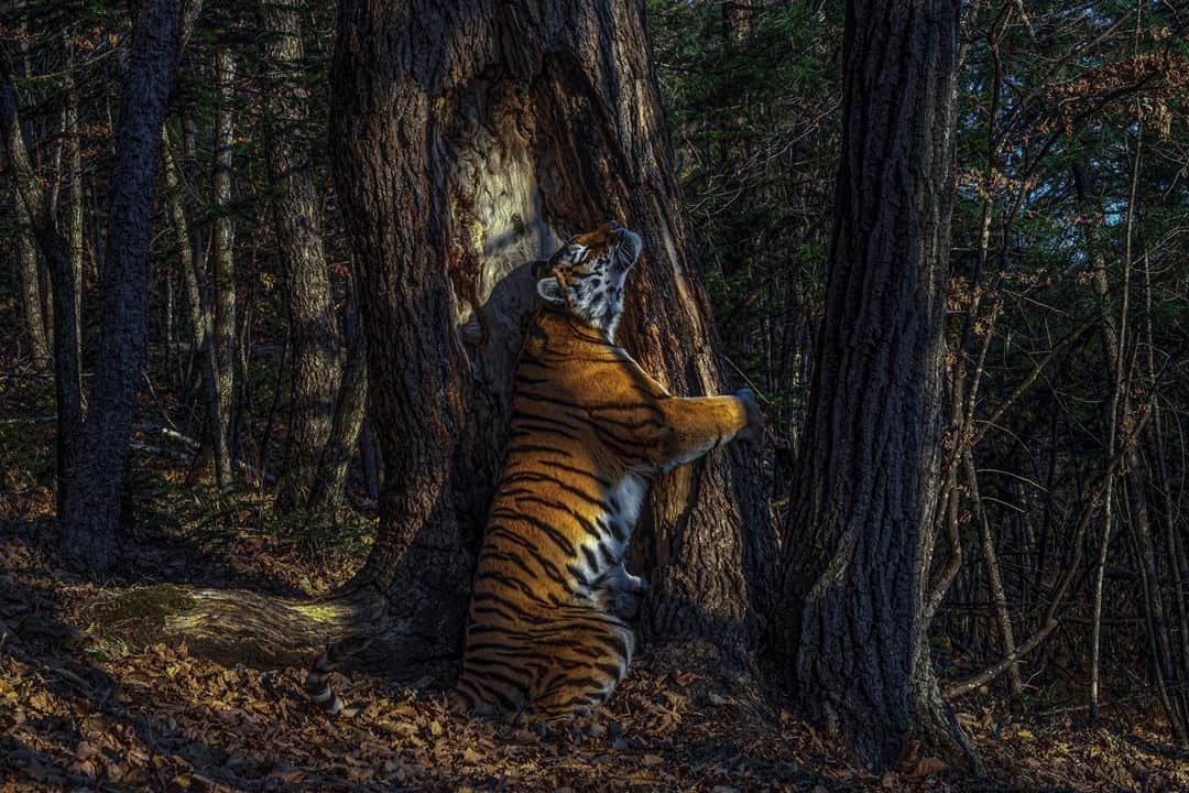 ルモンドさんのインスタグラム写真 - (ルモンドInstagram)「Dans une expression de pur ravissement, une tigresse enserre le tronc d’un sapin de Mandchourie, frottant sa joue contre l’écorce pour y laisser le marquage de ses glandes odorantes. C’est un tigre de Sibérie ou de l’Amour, vivant dans le parc national du Léopard, dans l’extrême Est de la Russie. Le tigre de Sibérie n’est présent que dans cette région, quelques individus survivent également en Chine et quelques-uns, peut-être, en Corée du Nord. Chassée presque jusqu’à l’extinction au siècle passé, cette population reste menacée par le braconnage et l’exploitation forestière qui impactent également ses proies, comme les cerfs et les sangliers. Les suivis réalisés par piège photographique indiquent que les mesures de protection auraient conduit à une population actuelle d’environ 500 à 600 individus.⁣ Écumant la forêt pour y trouver des traces, se concentrant sur les arbres qui bordaient les pistes où les félins auraient pu en laisser (odeur, poil, urine, grattage), le photographe Sergey Gorshkov installa son premier piège photo en janvier 2019 face à ce grand sapin. Mais ce ne fut pas avant novembre qu’il put réaliser l’image qu’il espérait, celle d’une magnifique tigresse dans son environnement forestier.⁣ Cette photographie a obtenu le premier prix toutes catégories au prestigieux Wildlife Photographer of the Year, concours organisé chaque année depuis 56 ans par le Muséum d’Histoire Naturelle de Londres. Les photos présentées font aussi l’objet d’un livre aux éditions Biotope.⁣ -⁣ « L’étreinte ». Photo : Sergey Gorshkov (@sergey_gorshkov_photographer) / Wildlife Photographer of the Year 2020 (@nhm_wpy )⁣ -⁣ #wildlife #nature #tigre」10月14日 21時14分 - lemondefr