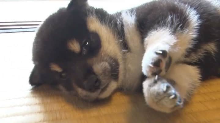 天才！志村どうぶつ園のインスタグラム