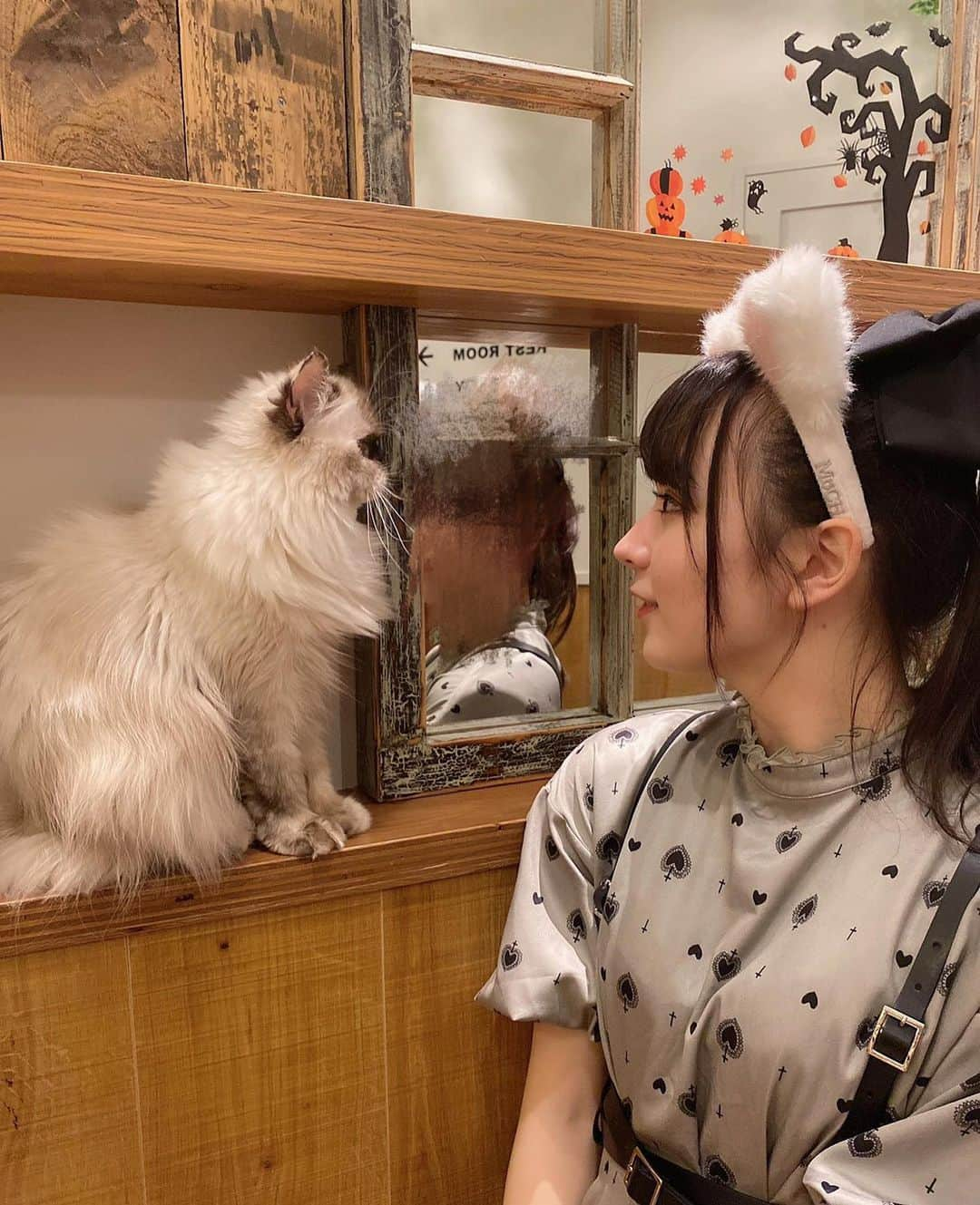 高田ももさんのインスタグラム写真 - (高田ももInstagram)「. 初ねこカフェに行きました🐱 . こっちゃんと行ったよ！！！ . 幸せすぎて帰る頃にはももにも耳が生えていました、、、 . 猫派！！！というより猫しか勝たんってやつです！！！！！！！ . かしこ . #高田もも #ねこカフェ #mocha #ねこ #猫 #ねこすたぐらむ #猫好き #あいどる #アイドル #idol #japaneseidol #かしこってなに #かしこ #かみやど #ひらがなかみやど #原宿 #instagood #ミスid2021 #ミスid #ねこみみ #eatme #ハーネスベルト #bubblestokyo」10月14日 21時43分 - momo_yubi