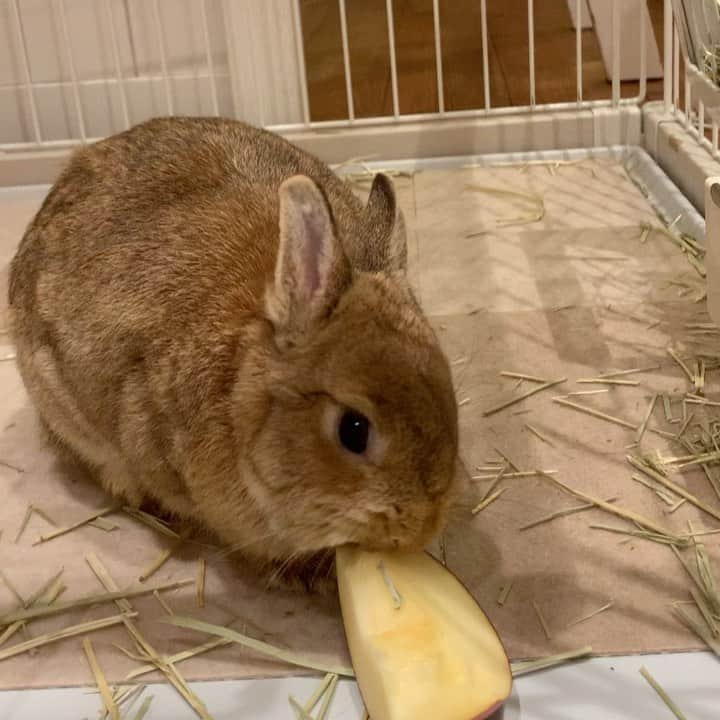のインスタグラム：「ことちゃん🐰一歳おめでとう🎊 うちに来てくれて本当にありがとうねー💕 おいしいリンゴでお祝いしました🍎 カリカリええ音させてます🐰👍 ☆ #うさぎのいる暮らし#うさぎ部#ネザーランドドワーフ#うさぎの都#秋映りんご」