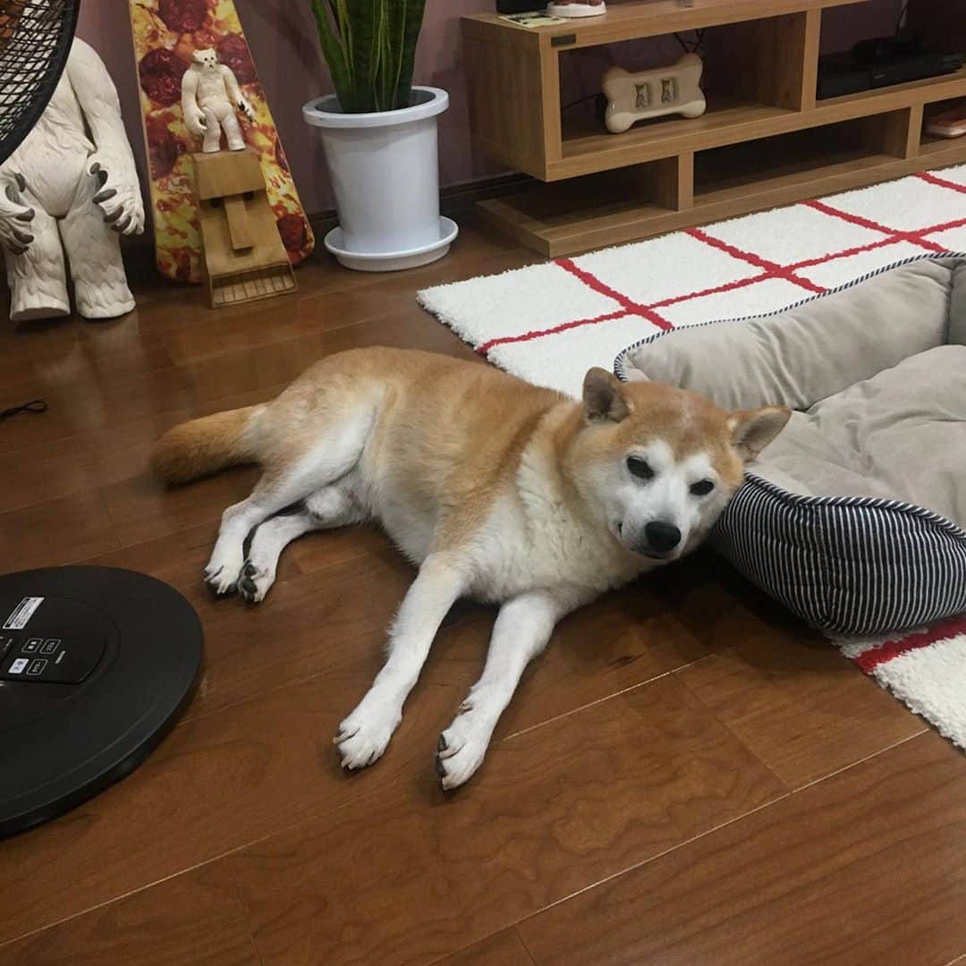 HALFBYのインスタグラム：「計算して横になりよった」