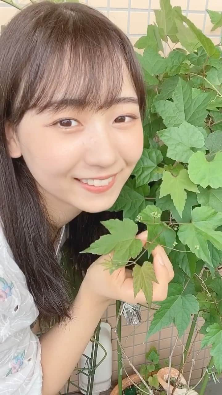 大場あゆみのインスタグラム：「我が家の植物と戯れる🌿﻿ ﻿ 小さい頃から森探検とかお花畑とか﻿ 植物が大好きでした🌼﻿ ﻿ ミスコンテスト開始と同時に始めた「今日の誕生花」﻿ 自分の好きなものを発信しつつ、﻿ 自分も一緒に学ぶことが出来るなんて素敵だなと思って続けてまいりました😊﻿ ﻿ コメントして下さる皆様や直接会った友人など﻿ 沢山の方に「誕生花楽しみにしているよ！」﻿ と声をかけて頂けて、誕生花やってよかったー！と﻿ 日々実感しています💐﻿ ﻿ 残りの数日もお楽しみに！﻿ ﻿ 【あと3回！】﻿ 本日も#あゆポチよろしくお願いします👏﻿ ﻿ #日本女子大学 #コンテスト #ミス日本女子 #ミスコンテスト #あゆポチ #あゆたぴ #ポートレート #ポトレ #被写体 #サロモ #サロモ希望 #植物 #花 #白 #シャツ #コーデ #誕生花 #誕生日 #flowers #bir」