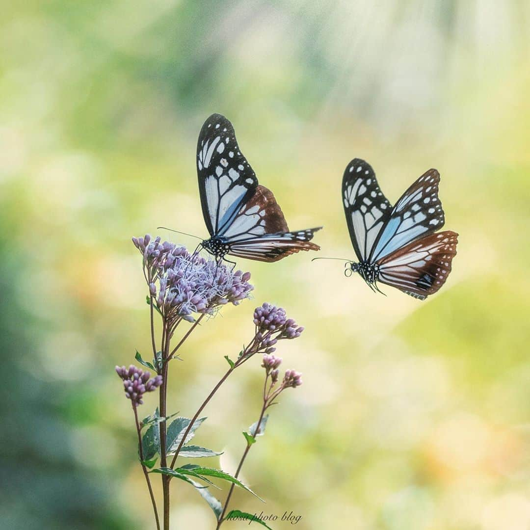 コサさんのインスタグラム写真 - (コサInstagram)「アサギマダラの季節がやってきました🦋 鬼滅の刃のカナヲちゃんの周りに飛んでるアレです👍 実はこの蝶は2500km以上も旅すると言われています🤓 日本列島を横断して、なんと台湾まで飛ぶらしいです😲 . Location:和歌山 Wakayama / Japan🇯🇵 Date:2020年10月 . #アサギマダラ #insta_wakayama #グッドトリップ和歌山 #visitwakayama #かつらぎーの #nankiphoto #上富田町 #TandDフォトコンテスト2020 #discover #今こそ写真でつながろう #art_of_japan_ #tokyocameraclub #dpj_member #team_jp_ #IG_PHOS #photo_jpn #ptk_japan #pt_life_ #bestjapanpics #YourShotPhotographer #Impressive_gallery #light_nikon #sorakataphoto #LBJ_Legend #広がり同盟メンバー #nipponpic_member #special_spot_legend #s_shot #japan_of_insta #bestphoto_japan」10月15日 7時48分 - kosa_photo