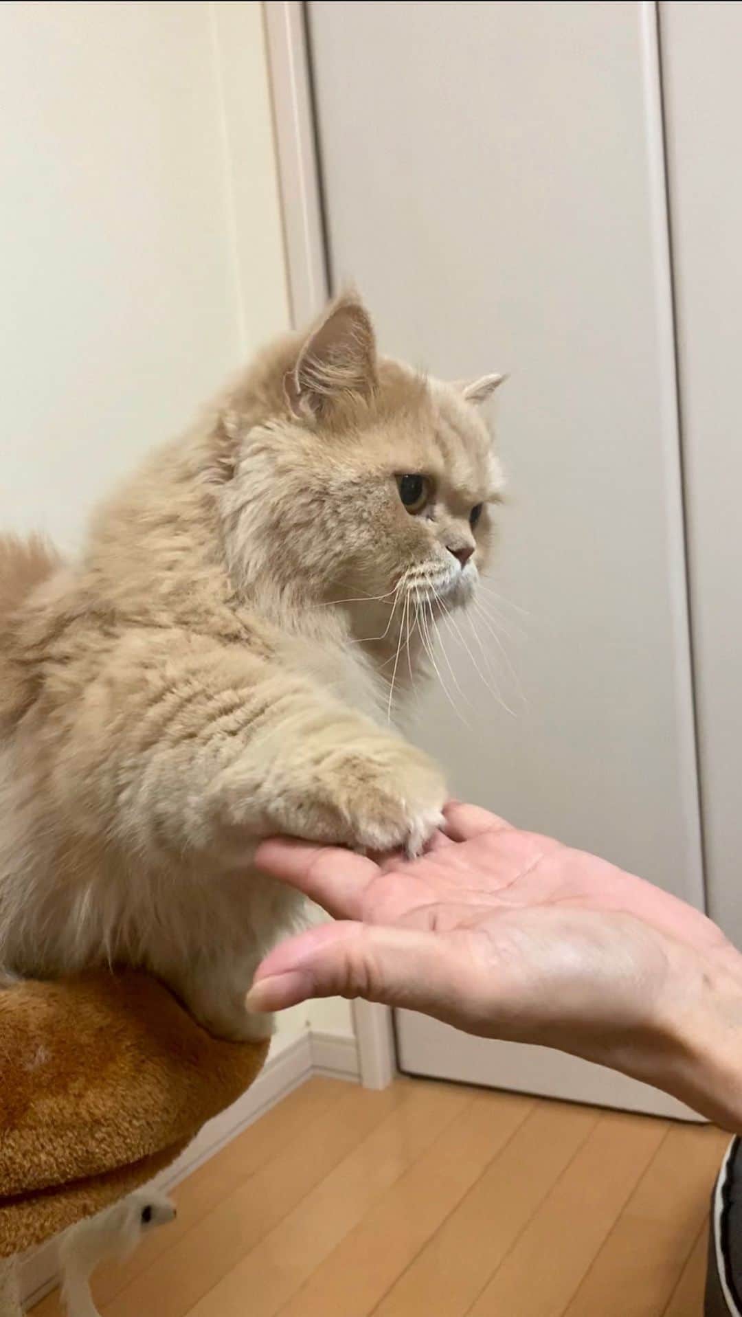 のインスタグラム：「yummy yummy  おねんね前のラキサトーン そろそろ もっふもふの冬毛準備にゃ  にゃかにゃか出ないと覗いちゃう👀✨  #ラキサトーン #お手する猫  #ミヌエットのベルちゃん  NAME : Bell  ベル Breed : minuet  ミヌエット 🎂 : 2016.5.15  4歳 ・ NAME : Suzu すずちゃん Breed : Scottish fold スコティッシュフォールド 🎂 : 2018.3.21 2歳 . NAME : Lindor リンドール Breed : Teacup poodle ティーカッププードル 🎂 : 2019.7.18〜2020.9.14  1歳」