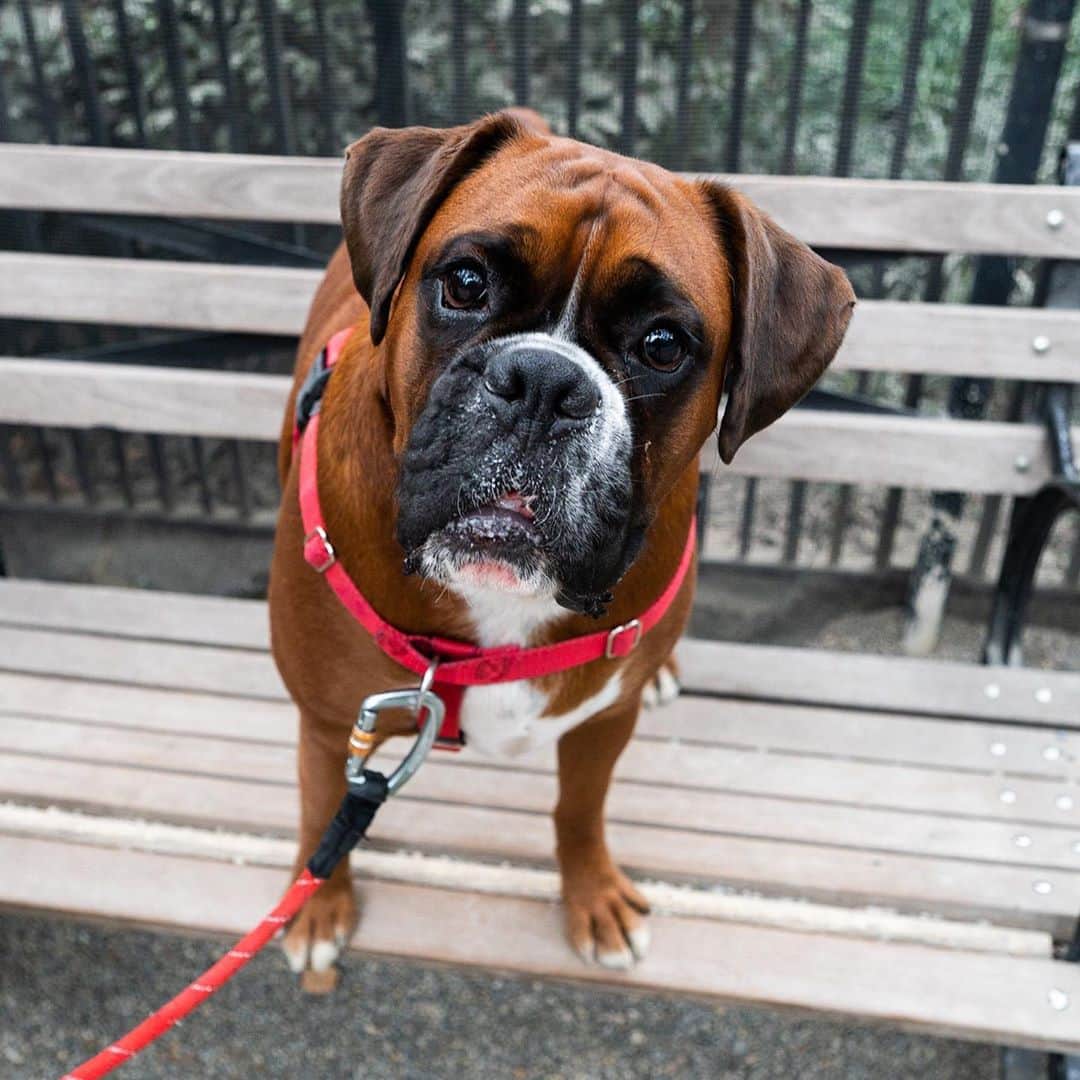 The Dogistさんのインスタグラム写真 - (The DogistInstagram)「Jax, Boxer (2 y/o), Madison Square Park, New York, NY • “Typical Boxer – goofy love bug. He was once a service dog to his handicapped brother who passed away recently. He would pull his brother's wheelchair. Maximus – you photographed him twice before he passed.” RIP Maximus, @maximus_rollerskater」10月15日 8時26分 - thedogist