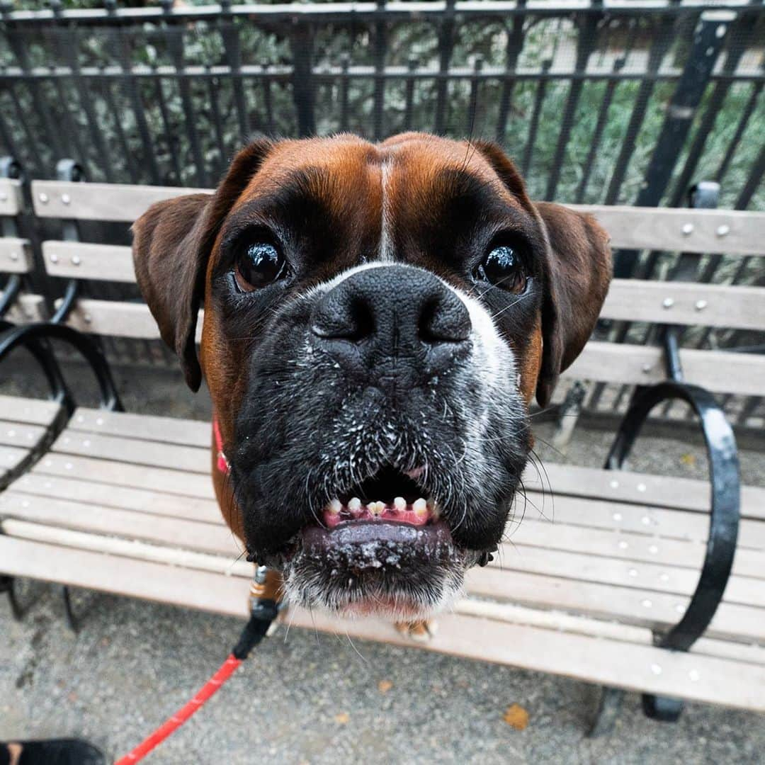 The Dogistさんのインスタグラム写真 - (The DogistInstagram)「Jax, Boxer (2 y/o), Madison Square Park, New York, NY • “Typical Boxer – goofy love bug. He was once a service dog to his handicapped brother who passed away recently. He would pull his brother's wheelchair. Maximus – you photographed him twice before he passed.” RIP Maximus, @maximus_rollerskater」10月15日 8時26分 - thedogist