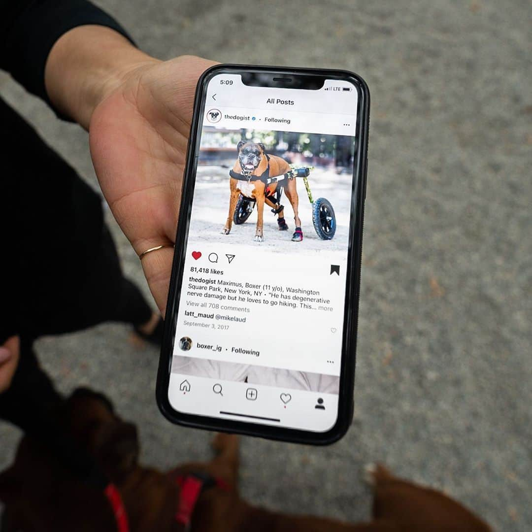 The Dogistさんのインスタグラム写真 - (The DogistInstagram)「Jax, Boxer (2 y/o), Madison Square Park, New York, NY • “Typical Boxer – goofy love bug. He was once a service dog to his handicapped brother who passed away recently. He would pull his brother's wheelchair. Maximus – you photographed him twice before he passed.” RIP Maximus, @maximus_rollerskater」10月15日 8時26分 - thedogist