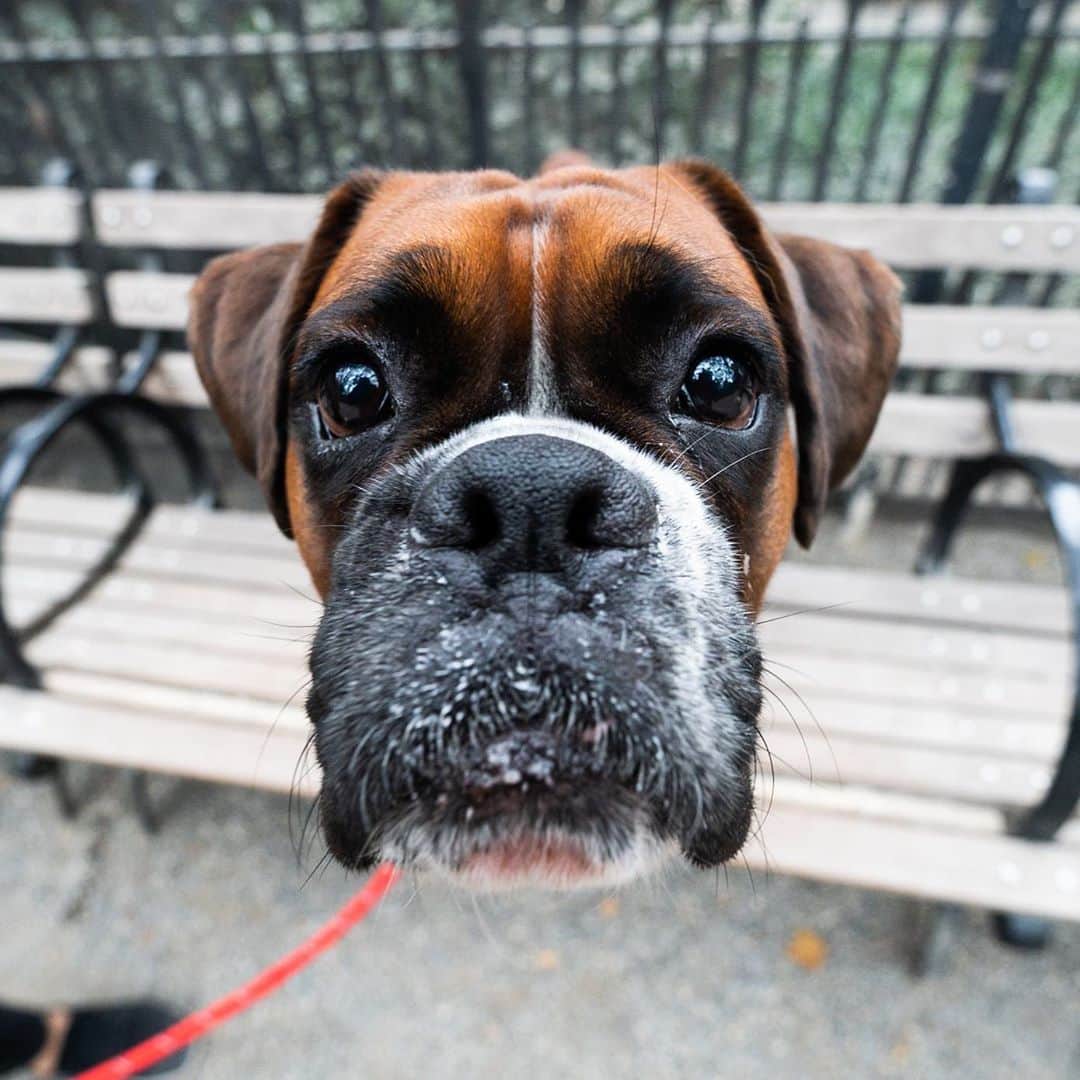 The Dogistさんのインスタグラム写真 - (The DogistInstagram)「Jax, Boxer (2 y/o), Madison Square Park, New York, NY • “Typical Boxer – goofy love bug. He was once a service dog to his handicapped brother who passed away recently. He would pull his brother's wheelchair. Maximus – you photographed him twice before he passed.” RIP Maximus, @maximus_rollerskater」10月15日 8時26分 - thedogist