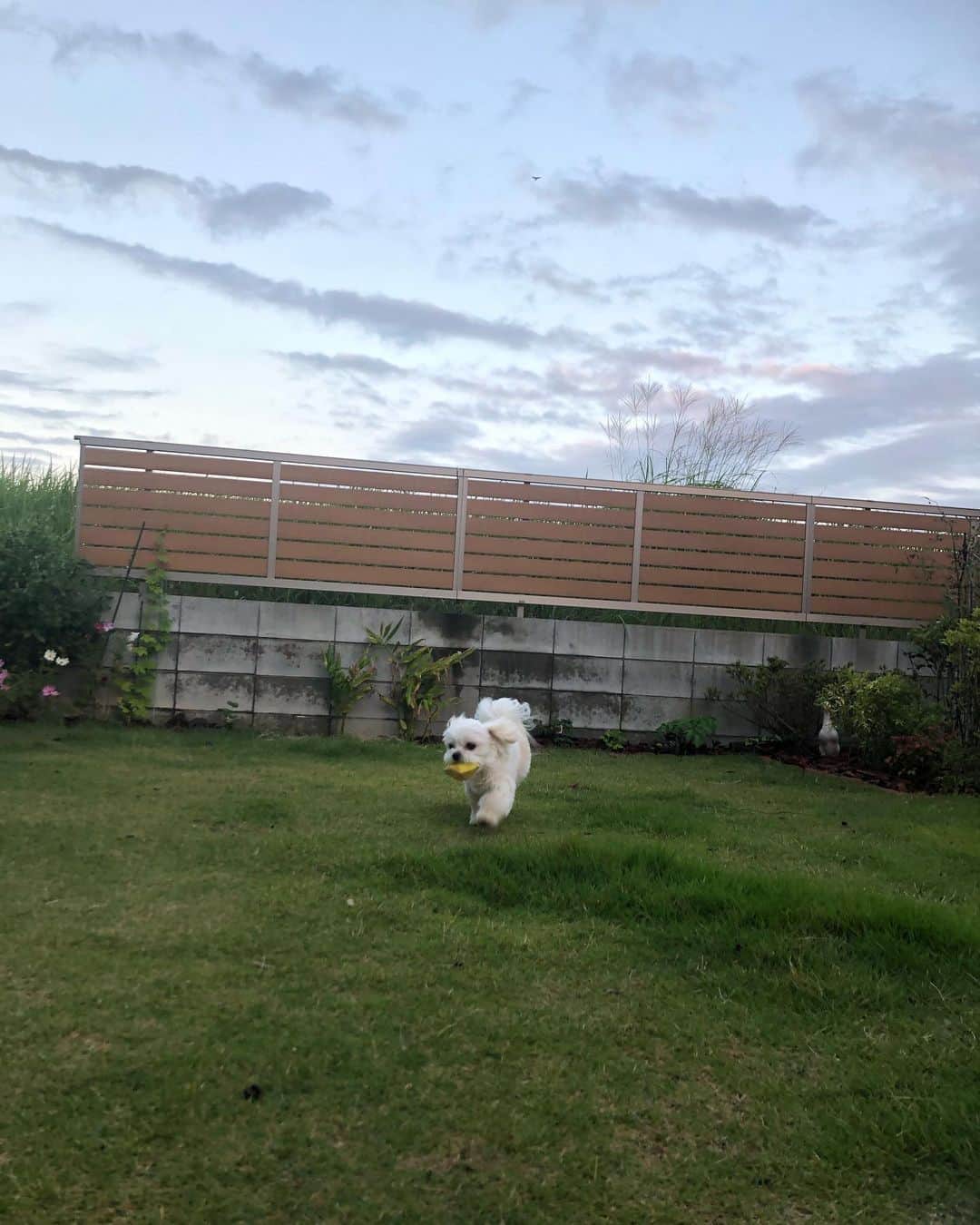 のインスタグラム：「おはようございます(o^^o) 朝から雨がしとしと☂️ 写真は昨日の夕暮れ時🌾🐶🐶🙋‍♀️ 日差しを浴び溜めしました🌞✨ 今日も良い一日に🍀^ ^ #チワワ#ハナちゃん #チワマル#ハルくん #ボール投げ犬#日向ぼっこ犬#縁側犬#いぬすたぐらむ #いぬばか部 #chihuahua #maltese #mixdog #doglover #dogstagram #犬のいる暮らし#千葉暮らし 今朝は早起きして寝室の片付けをしました。 衣替えも🧥^ ^ 洋服が溢れ返っております。 この量あれば、もう一生買わなくて良い気さえするけど😂また買うんだろうなぁ。。 飽きれるハナちゃん🐶(￣∀￣)」