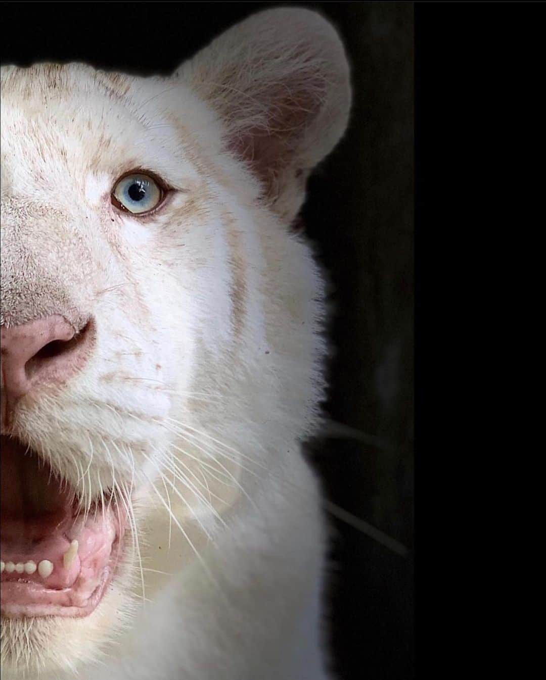 Zoological Wildlife Foundationさんのインスタグラム写真 - (Zoological Wildlife FoundationInstagram)「EYE OF THE TIGER #tiger #animal」10月15日 8時50分 - zwfmiami