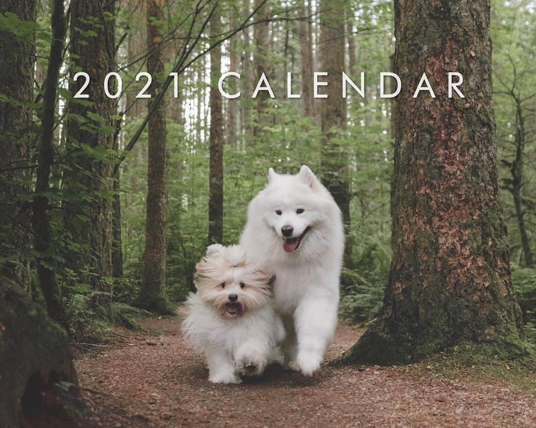 Loki the Corgiさんのインスタグラム写真 - (Loki the CorgiInstagram)「We are now accepting pre-orders for our 2021 calendar! The pre-orders will help us estimate how many calendars to order this year. While the calendars are being produced, you can use the code INSTAGRAM for 25% off your pre-order. Link in bio! ☺️ We worked super hard on the calendar and can’t wait for everyone to see the finished product! We will start shipping out the calendars by the end of October. To our international friends, please consider ordering early this year in case of shipping delays! 🌎❤️」10月15日 8時45分 - lokistagram