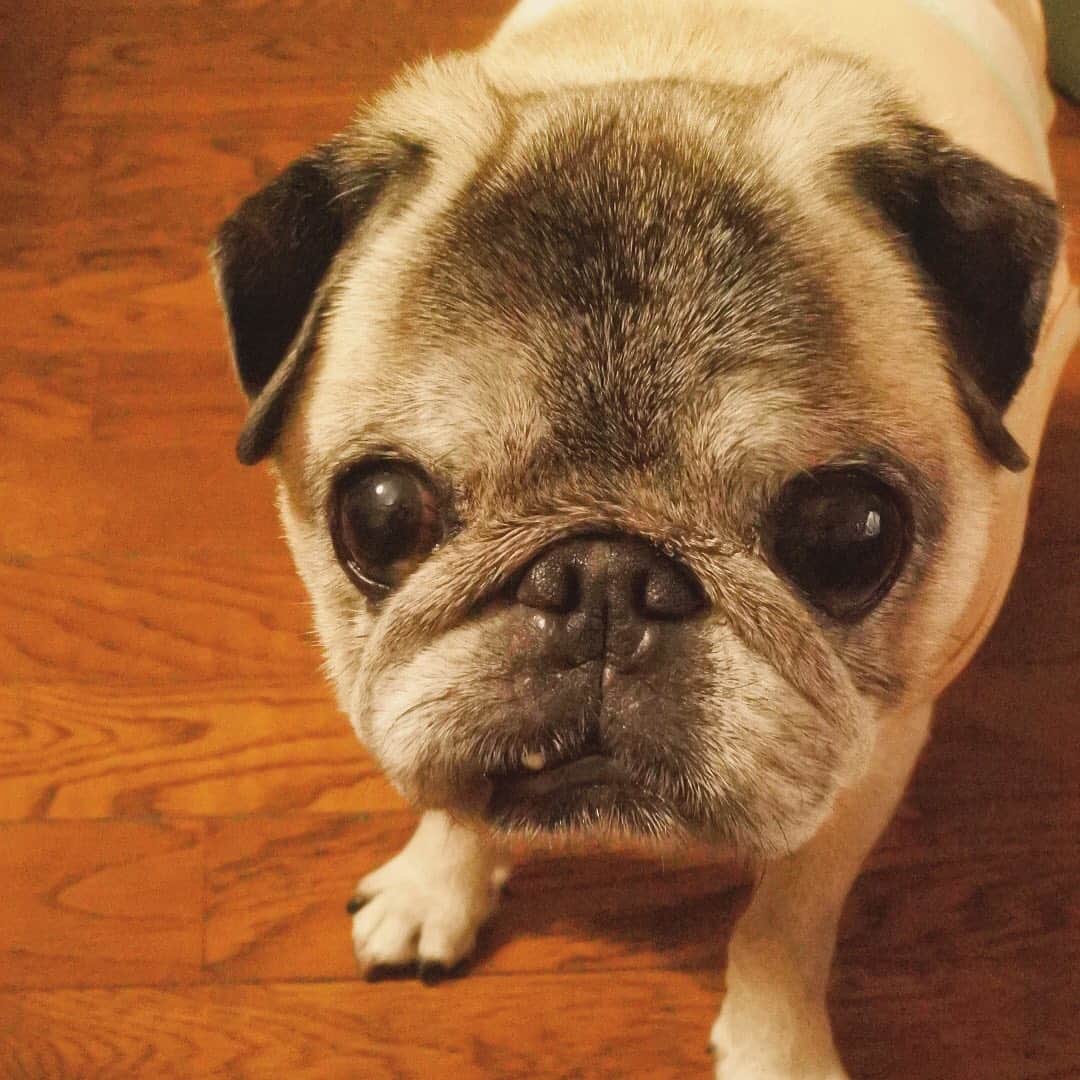 八兵衛のインスタグラム：「Hachibei 🐶 * * *  #ほぼ黒パグ #おじいちゃん犬 #pug #puggy #puglife #puglove #petstagram #pugstagram #pugsofinstagram #pugs #dog #ふわもこ部  @igersjp #IGersJP #east_dog_japan #pecoイヌ部 #八兵衛 #はちべえ #sippoストーリー」