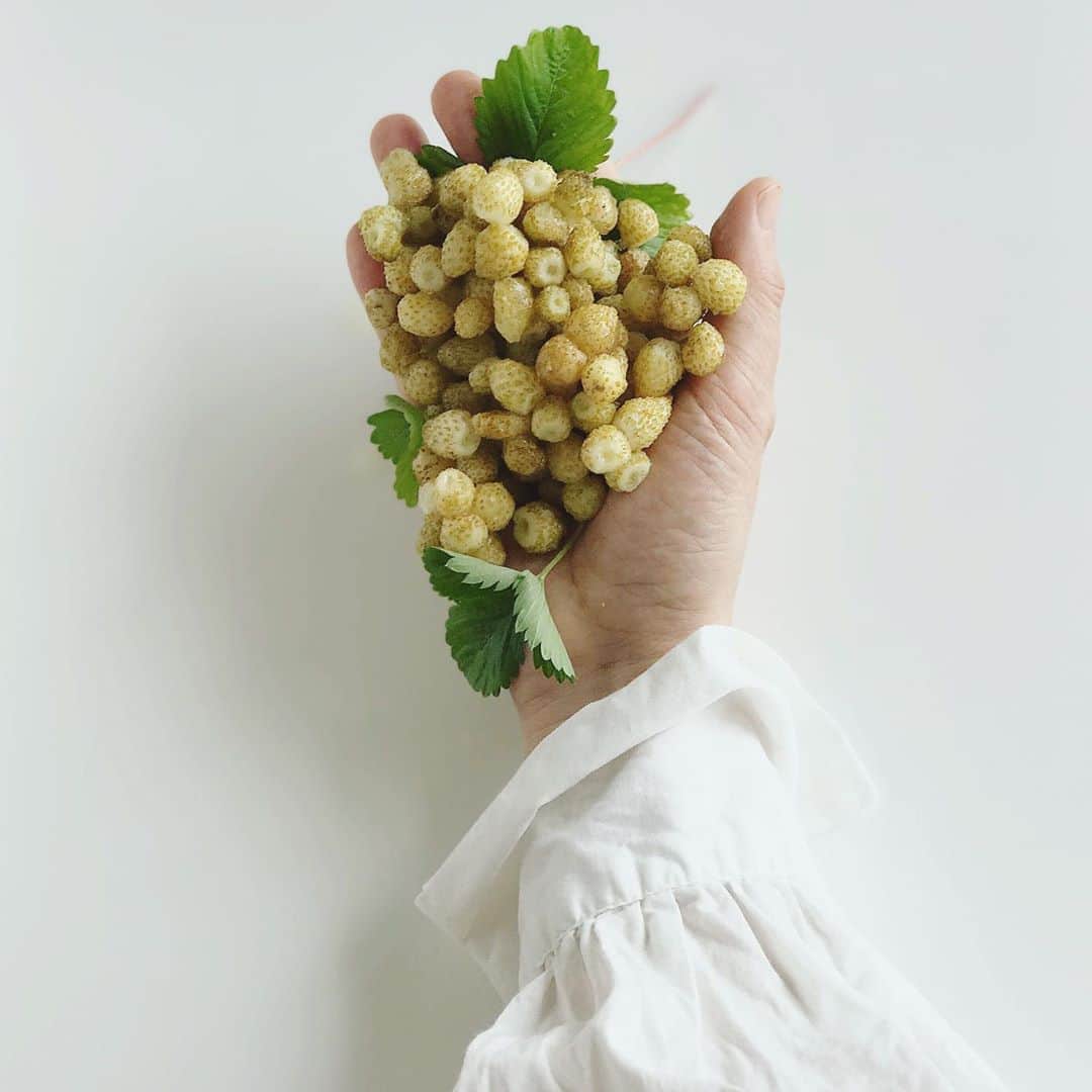福田里香さんのインスタグラム写真 - (福田里香Instagram)「ベランダの収穫祭。 ホワイトワイルドストロベリー。  ワイルドストロベリーは四季咲きだ。 １年中、青々茂る。 花はさすがに冬は咲かない。 春から秋にかけて収穫した今年の実。 摘みたてはなんとも名状しがたい はなやかな芳香。  福岡県久留米市の農業試験場から 送ってもらった種から育てて ベランダの鉢で２２年目。  #whitewildstrawberries  #wildstrawberry」10月15日 8時53分 - riccafukuda