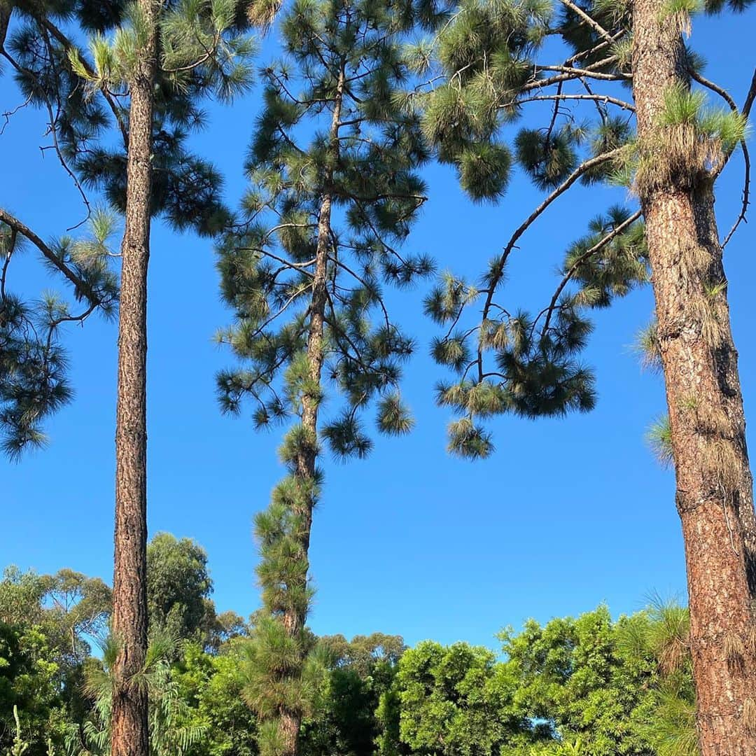 アシュレイ・ティスデイルさんのインスタグラム写真 - (アシュレイ・ティスデイルInstagram)「I find peace when I look up at the trees. I know the world is really loud right now because there’s need to be some changes. We can’t keep going in the direction we are. But through out it all remember to take care of yourself. Go outside, look up and listen. Meditation brings us to the present moment. And right now all I hear are birds chirping. It gives me peace and I hope you find some for a moment throughout your day ❤️」10月15日 0時05分 - ashleytisdale