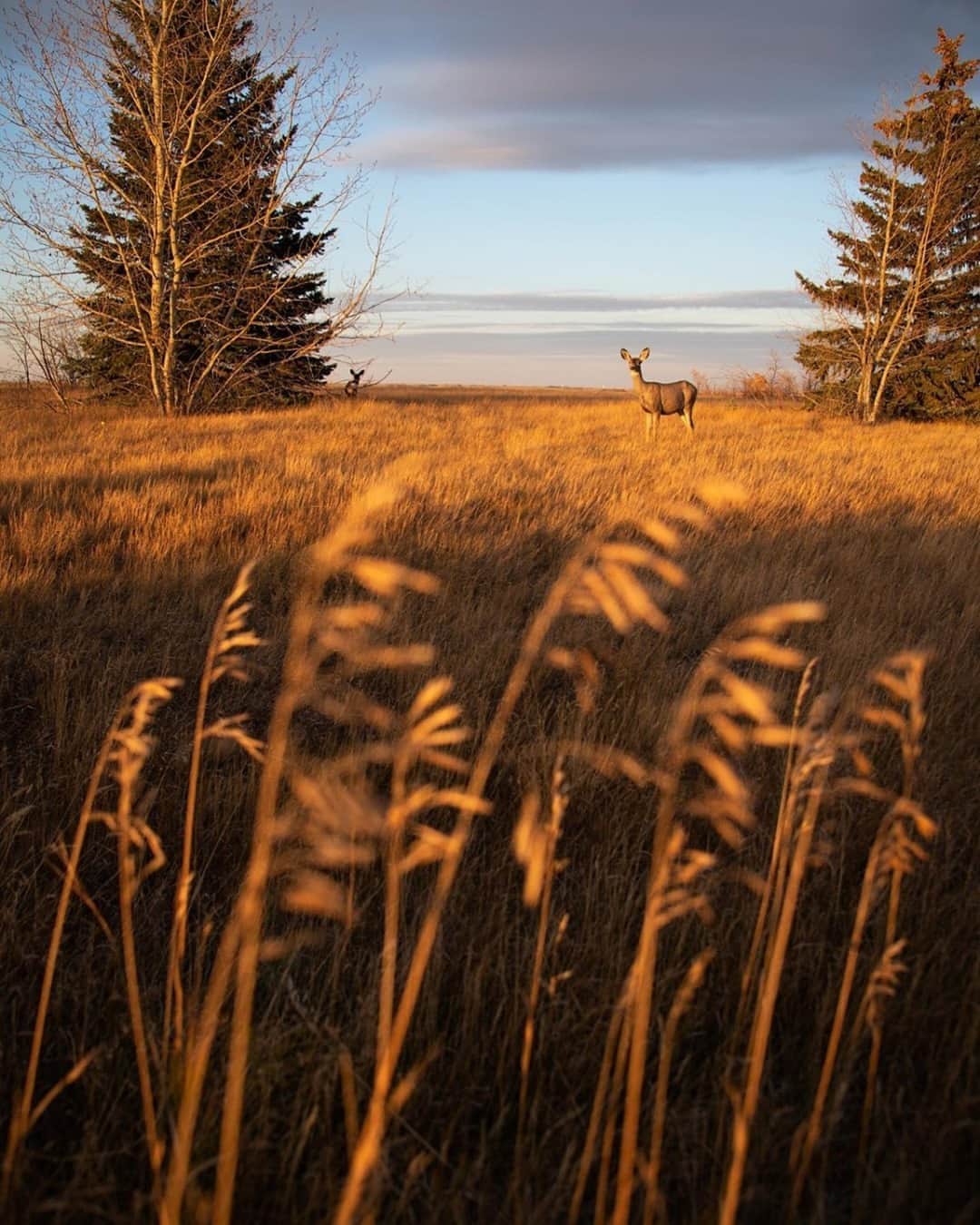 Explore Canadaさんのインスタグラム写真 - (Explore CanadaInstagram)「“While out photographing landscapes, I will often get lucky enough to encounter some wildlife as well. This weekend while exploring Buffalo Pound Provincial Park was one of those occasions!” -  What an incredible encounter! ⁠ ⁠ If you’re local to Saskatchewan, Buffalo Pound Provincial Park is just an hour’s drive west of Regina. Once used by First Nations to corral bison, the park maintains a herd in a paddock situated among the area's scenic rolling hills. With plenty of hiking and biking trails, it’s a great place to explore the outdoors this fall! #ExploreCanada #CanadaNice⁠ ⁠ *Know before you go! Check the most up-to-date travel restrictions and border closures before planning your trip and if you're travelling in Canada, download the COVID Alert app to your mobile device.*⁠ ⁠ 📷: @kyleklippensteinphoto⁠ 📍: @tourismsask⁠ ⁠ #ExploreSask⁠ ⁠」10月15日 0時02分 - explorecanada