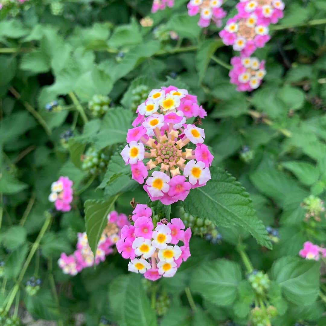 田村裕さんのインスタグラム写真 - (田村裕Instagram)「なにこの花…  自然凄すぎるやろ…  幾何学過ぎやしませんか？  #花」10月15日 0時16分 - hiroshi9393