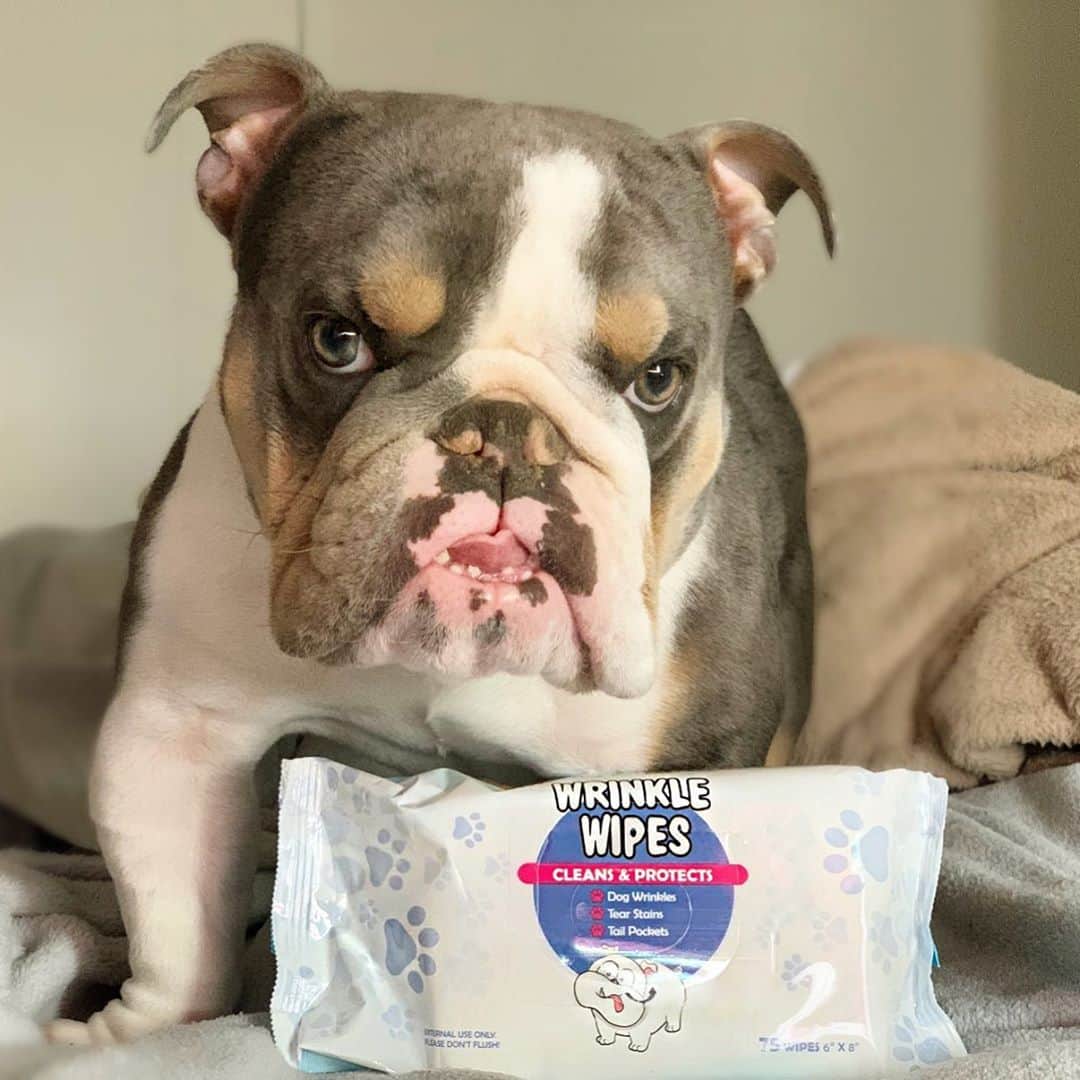 Bodhi & Butters & Bubbahのインスタグラム：「NEW PRODUCT GIVEAWAY!!! Bulldog diva maintenance just got way easier 😍 @wrinklepaste is launching wrinkle wipes next week on Amazon and their website, and you guys are the first to get this product (after me lololol) 💗  After 3 days continuous use they kill the top 5 bacteria and funguses found in those adorable bully folds! I’ve been using them on P the last few days and I am in love 💕🐶 To #celebrate we are giving away 3 packs 🎉🎉🎉 . . . To enter, make sure you’re following @bulldogstuff and @wrinklepaste (yes I will check!) and tag as many friends as you want!!! Each tag will count as one entry!  For ten additional entries share this post and tag both of us!!! The winner will be randomly selected next Wednesday - October 19th at 6pm PST 🌈🥰🐶 open to US residents only . . . . . #bulldog #diva #giveaway #contest #mylove #mylife #cute #boy #highmaintenance #but #i #love #him #puppy #dogsofinstagram #positivevibes #style #dog #smile #wednesday #bestoftheday」
