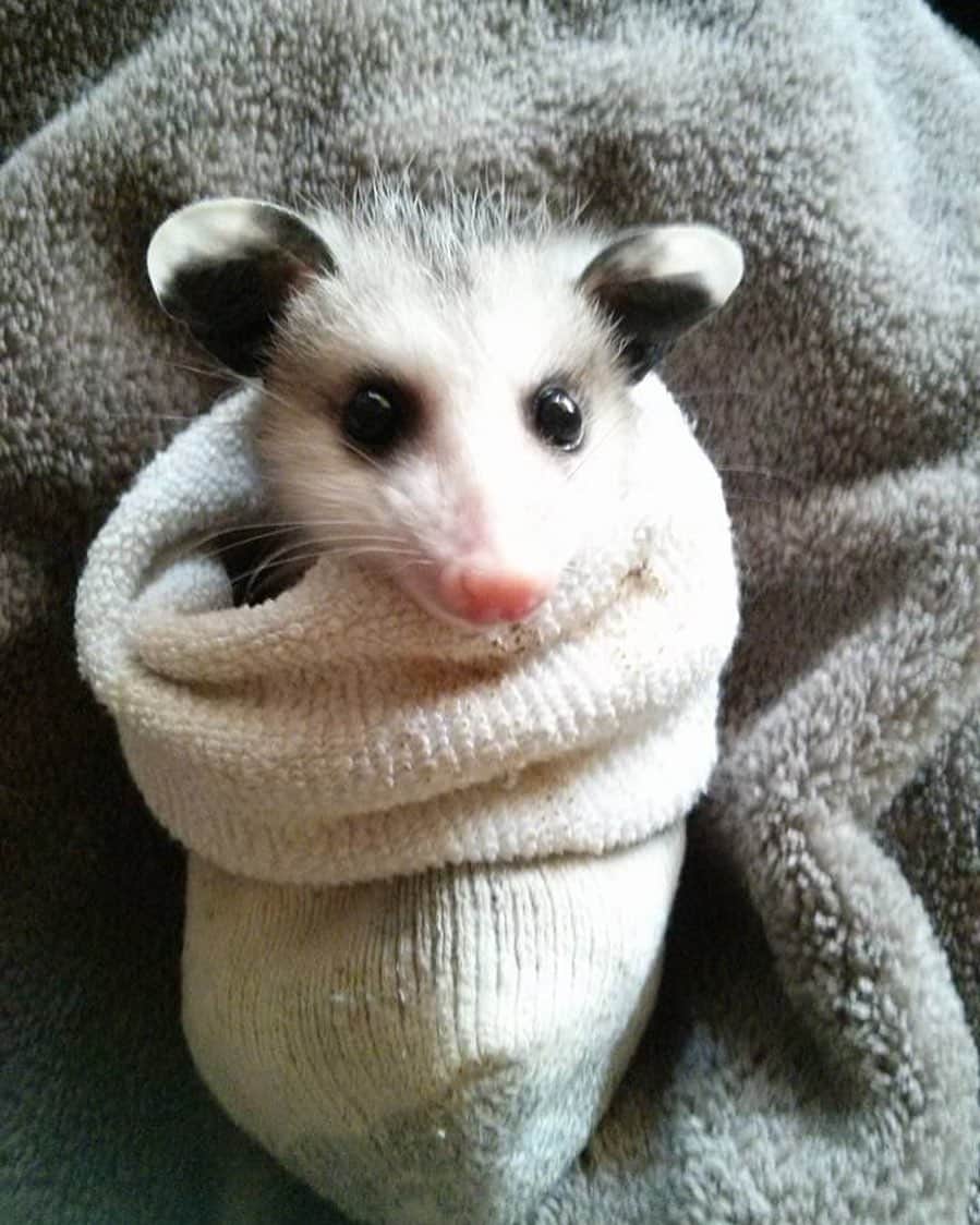 Baby Animalsさんのインスタグラム写真 - (Baby AnimalsInstagram)「Tag someone who has never seen a baby possum in a sock 😍」10月15日 0時40分 - thebabyanimals