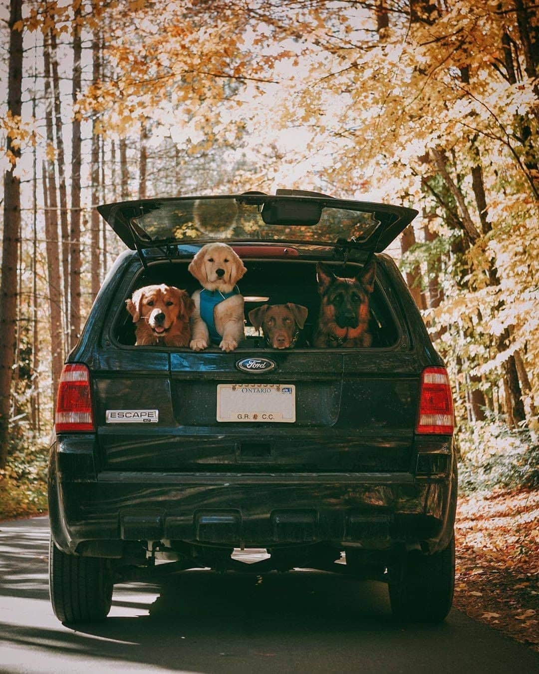 8crapさんのインスタグラム写真 - (8crapInstagram)「That looks like a fun road trip! - Want to get featured like them? Join “The Barked Club” on FACEBOOK and post something now! 👉 barked.com - 📷 @jaxson_thegolden with @lifeofsadie.sawyer and @Jugheadthelughead - #TheBarkedClub #barked #dog #doggo #puppy #pupper #GoldenRetriever #GoldenRetrieverPuppy #LabradorRetriever #Labrador #GermanShepherd #GSD」10月15日 1時00分 - barked