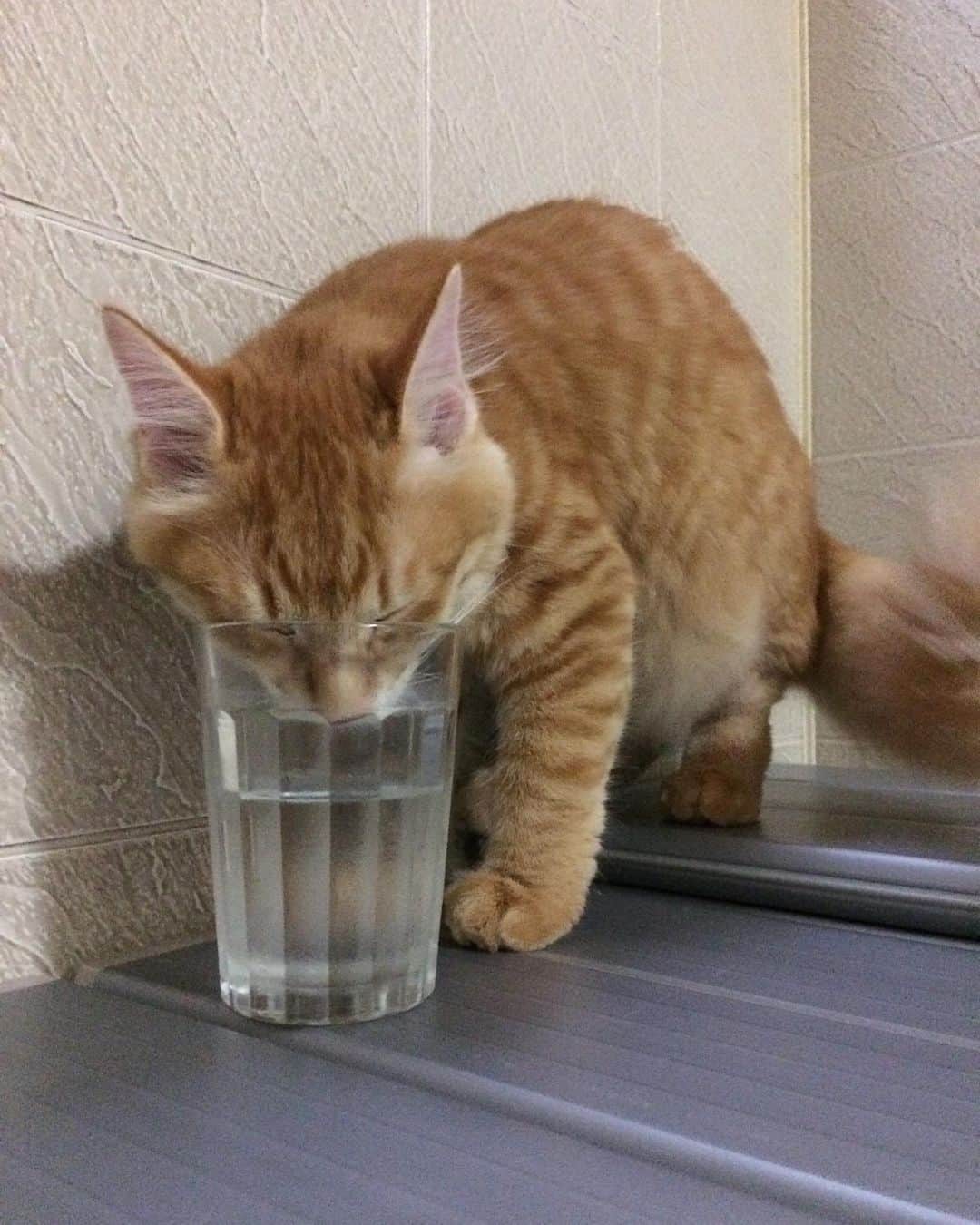 岡田屋鉄蔵のインスタグラム：「水うめえ！」