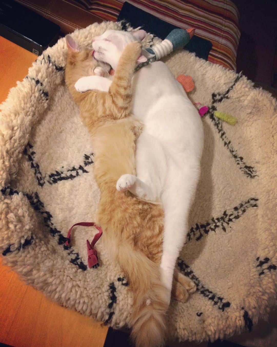 岡田屋鉄蔵のインスタグラム：「ラブい❤️」