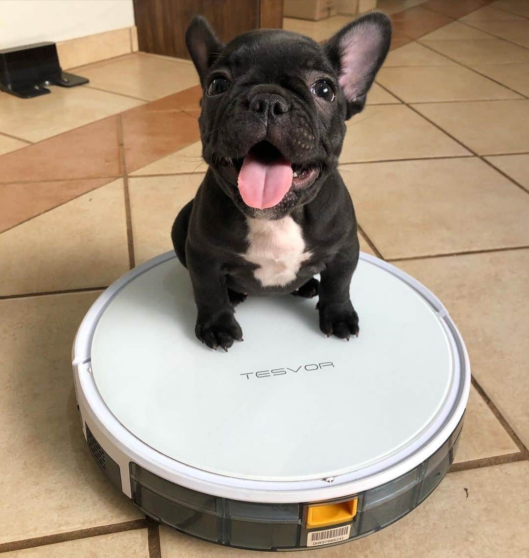 Regeneratti&Oliveira Kennelのインスタグラム：「Guess what is my little dog's mood when he got a new toy or new buddy?  yes! So happy, right?  Of course, me too, tesvor X500pro vacuum really easy to take away my big problem, suck out all pets hair and rubbish!! #tesvor #frenchie #cutepuppy #frenchies1 #socute #bulldog」