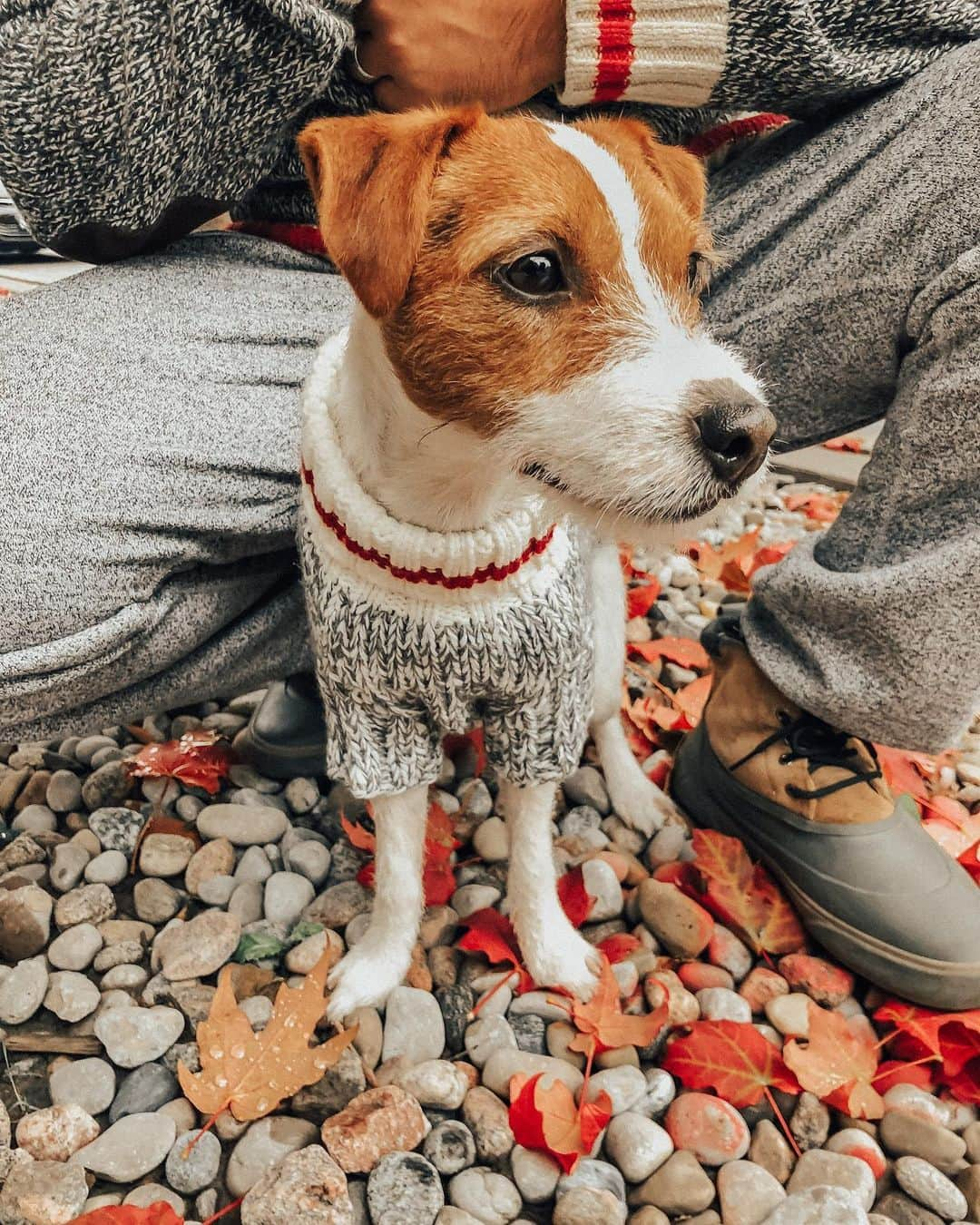 Stephanie Sterjovskiさんのインスタグラム写真 - (Stephanie SterjovskiInstagram)「Just going to leave this here, in case you needed a cute pup on your feed today ❤️☺️ #lucyjolly #jackrussellsofig #jrtlovers」10月15日 1時23分 - stephsjolly