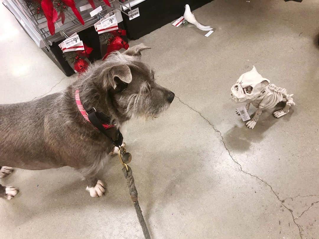 のインスタグラム：「Cindy is concerned about this upcoming #Halloween @thecindydoggy」