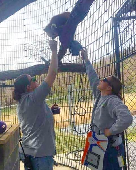 スミソニアン国立動物園さんのインスタグラム写真 - (スミソニアン国立動物園Instagram)「“Here at the Smithsonian Conservation Biology Institute, our researchers and animal keepers lead some cutting-edge conservation projects. As one of the licensed veterinary technicians at this facility, I enjoy caring for the endangered animals at the center of these studies.” – Julia Jones, veterinary technician . . .  Happy #VetTechWeek! Join us in recognizing and thanking our seriously amazing vet techs for their professionalism, dedication and passion for wildlife conservation.」10月15日 2時25分 - smithsonianzoo