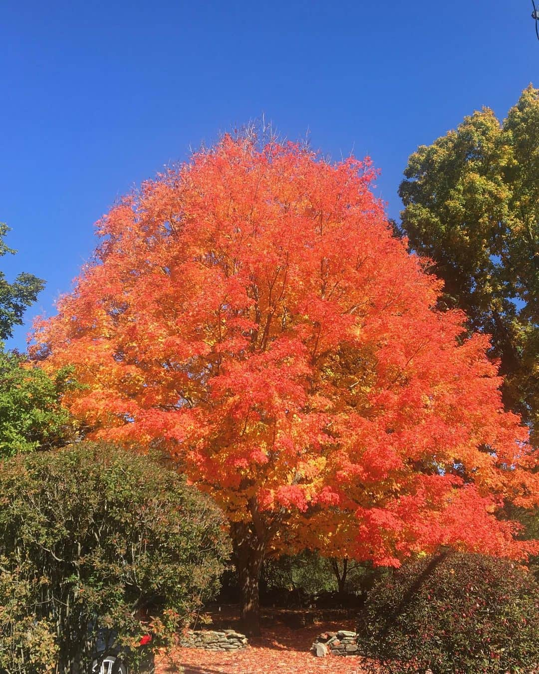 クリス・エヴァンスさんのインスタグラム写真 - (クリス・エヴァンスInstagram)「What a champion. So much beauty everywhere.」10月15日 3時24分 - chrisevans