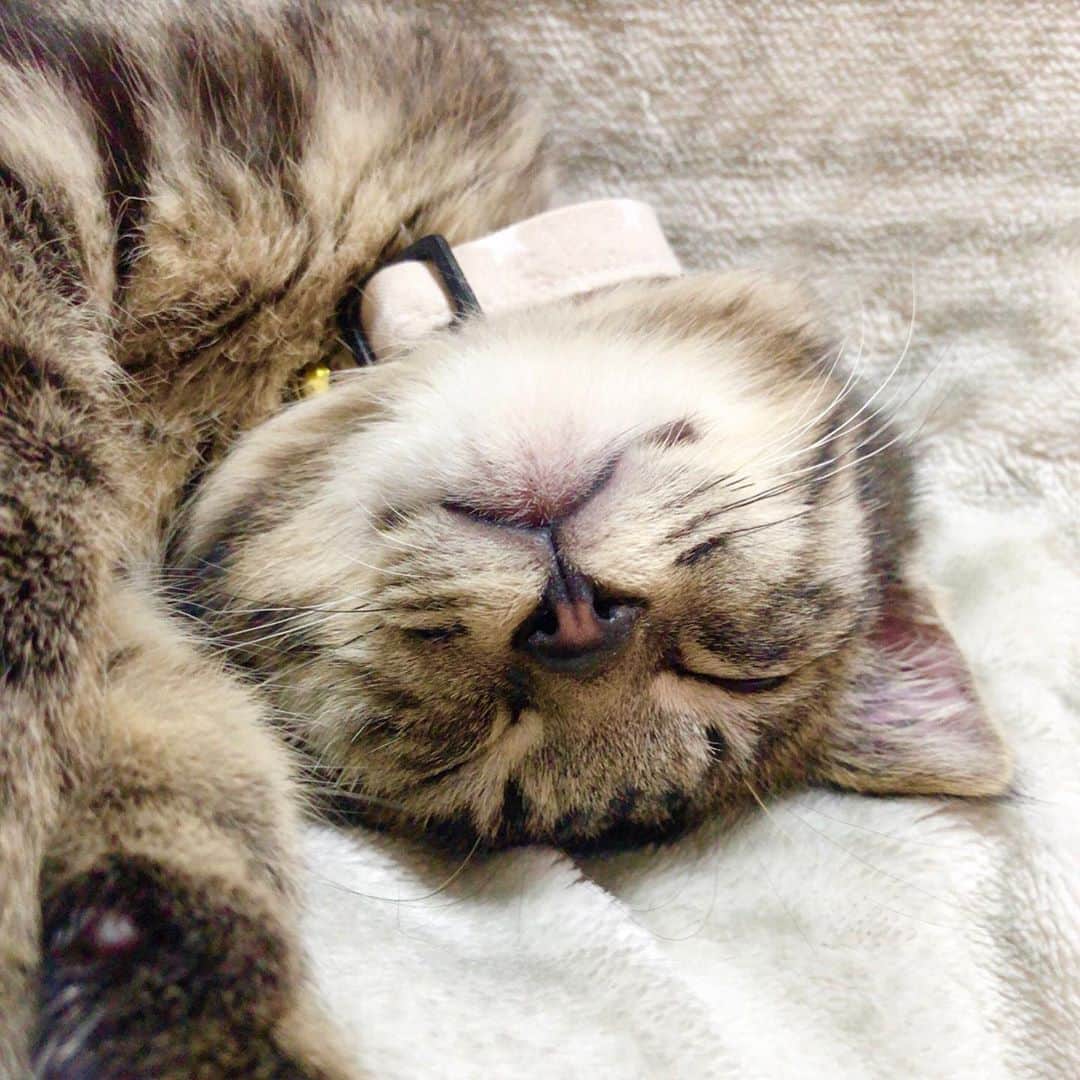 ♡caro꒰⌯͒•·̫•⌯͒꒱ ♡のインスタグラム：「#うちの猫ビフォーアフター応募  @editorial_company.pad  ・ ・ カメラロールを見返して、ルチ坊は動き回ってるから寝顔か動画ばっかりだな…しかも大抵変な顔してる(笑) ・ #cat #ねこ #猫 #ぺこねこ部 #みんねこ #ピクネコ #catsofinstagram #luci #ルチ #カロルチ #ルチの成長記録」